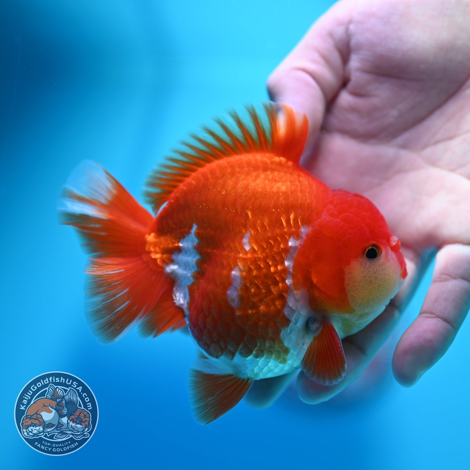 Red White YuanBao Oranda 3.8 inch Body (260529_OR13)
