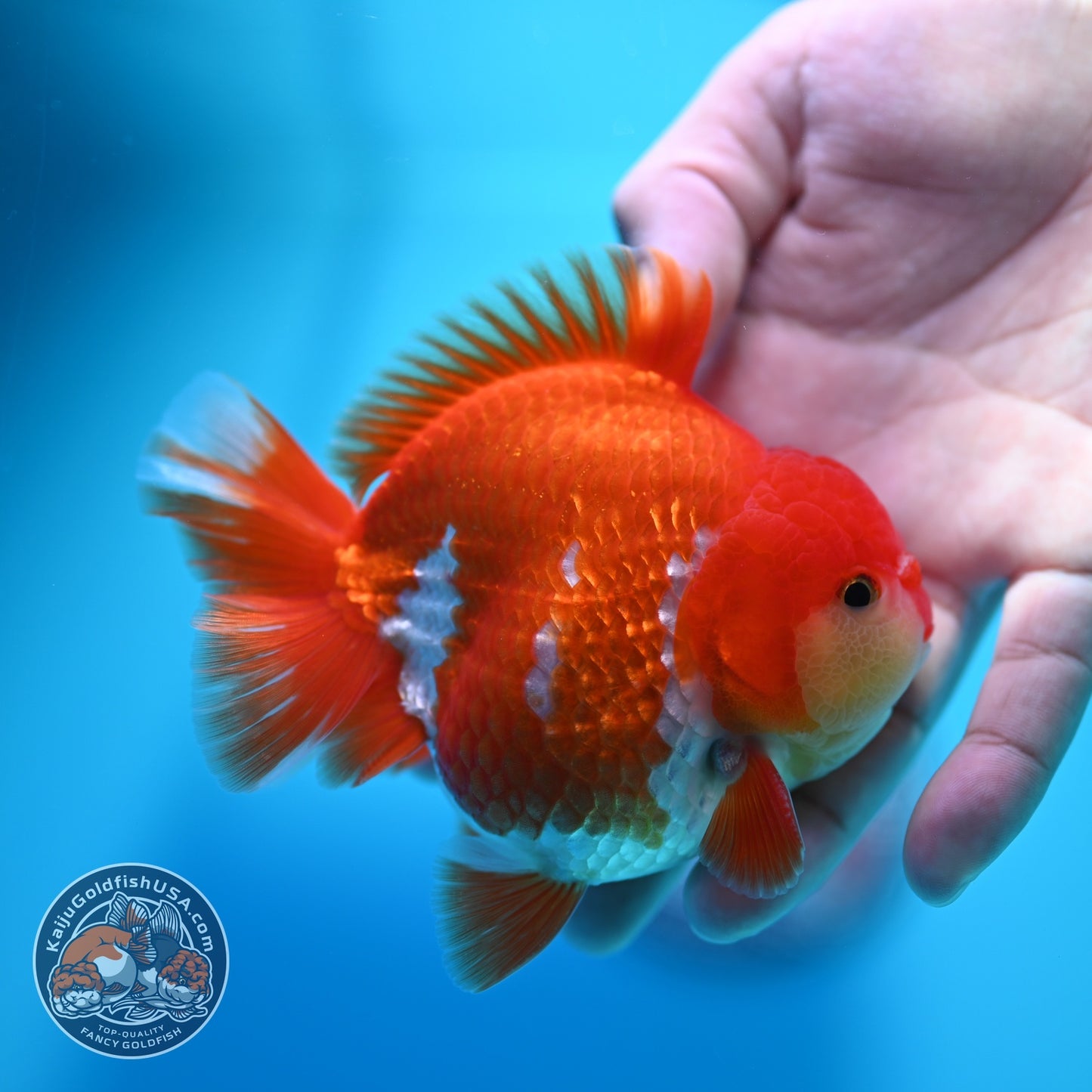 Red White YuanBao Oranda 3.8 inch Body (260529_OR13)