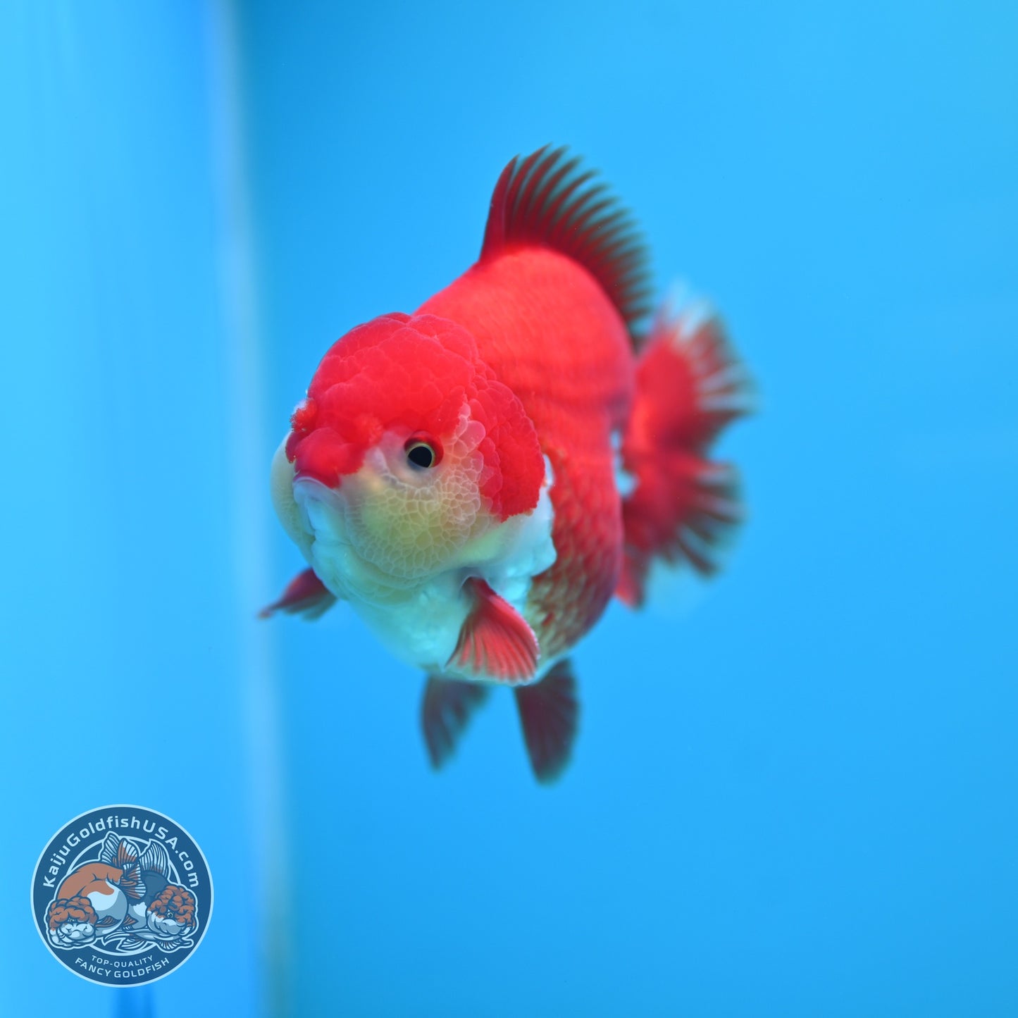 Red White YuanBao Oranda 3.8 inch Body (260529_OR13)