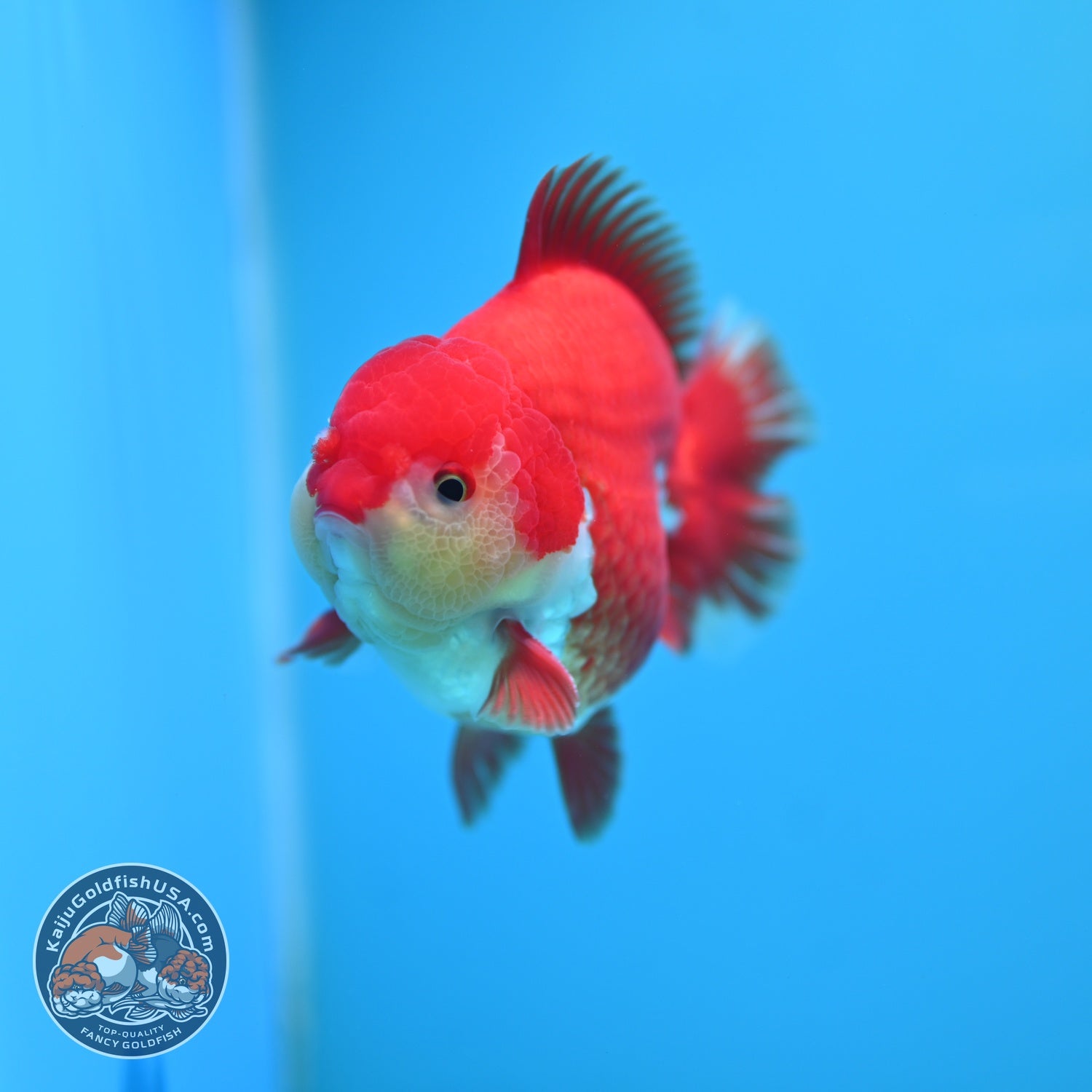 Red White YuanBao Oranda 3.8 inch Body (260529_OR13)