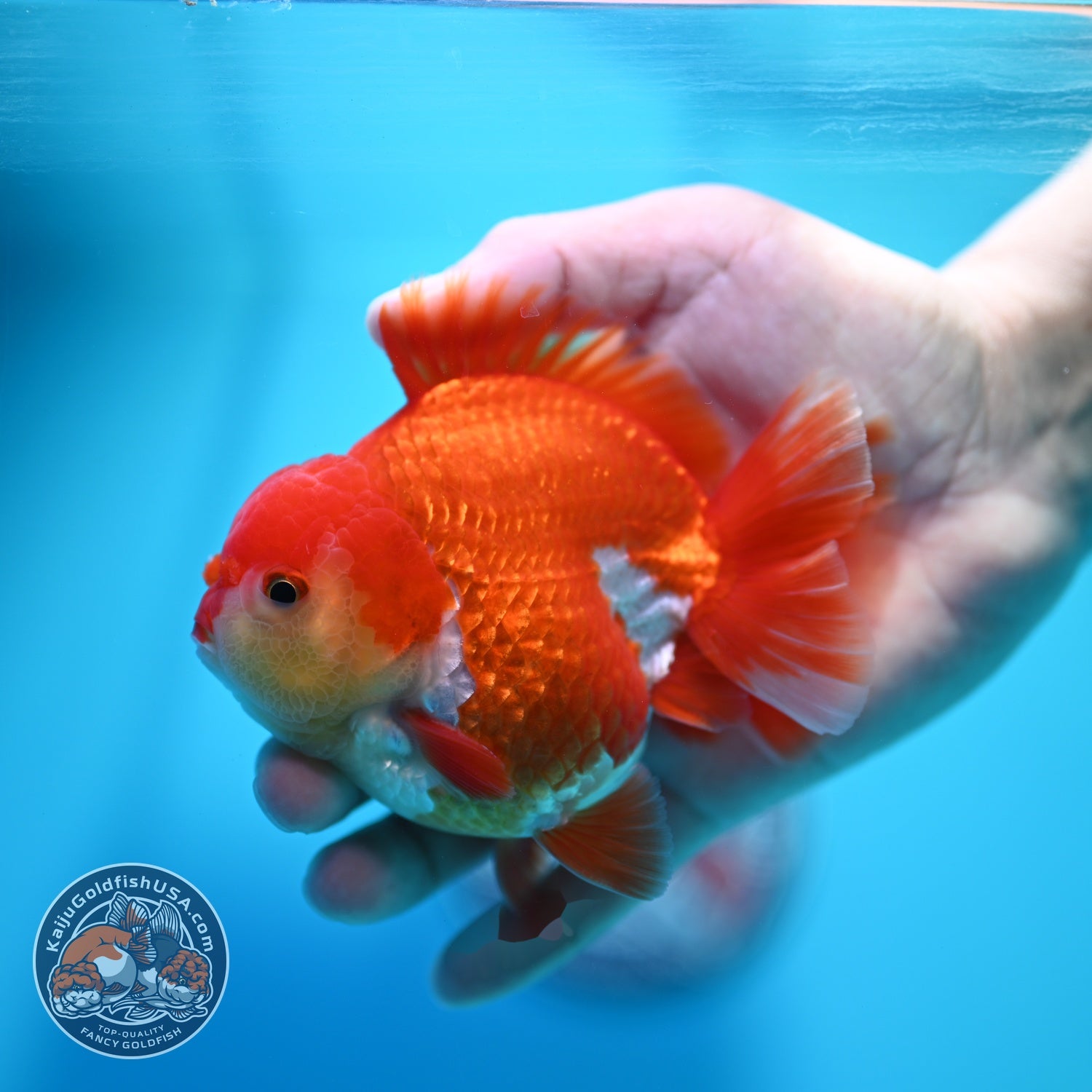Red White YuanBao Oranda 3.8 inch Body (260529_OR13)