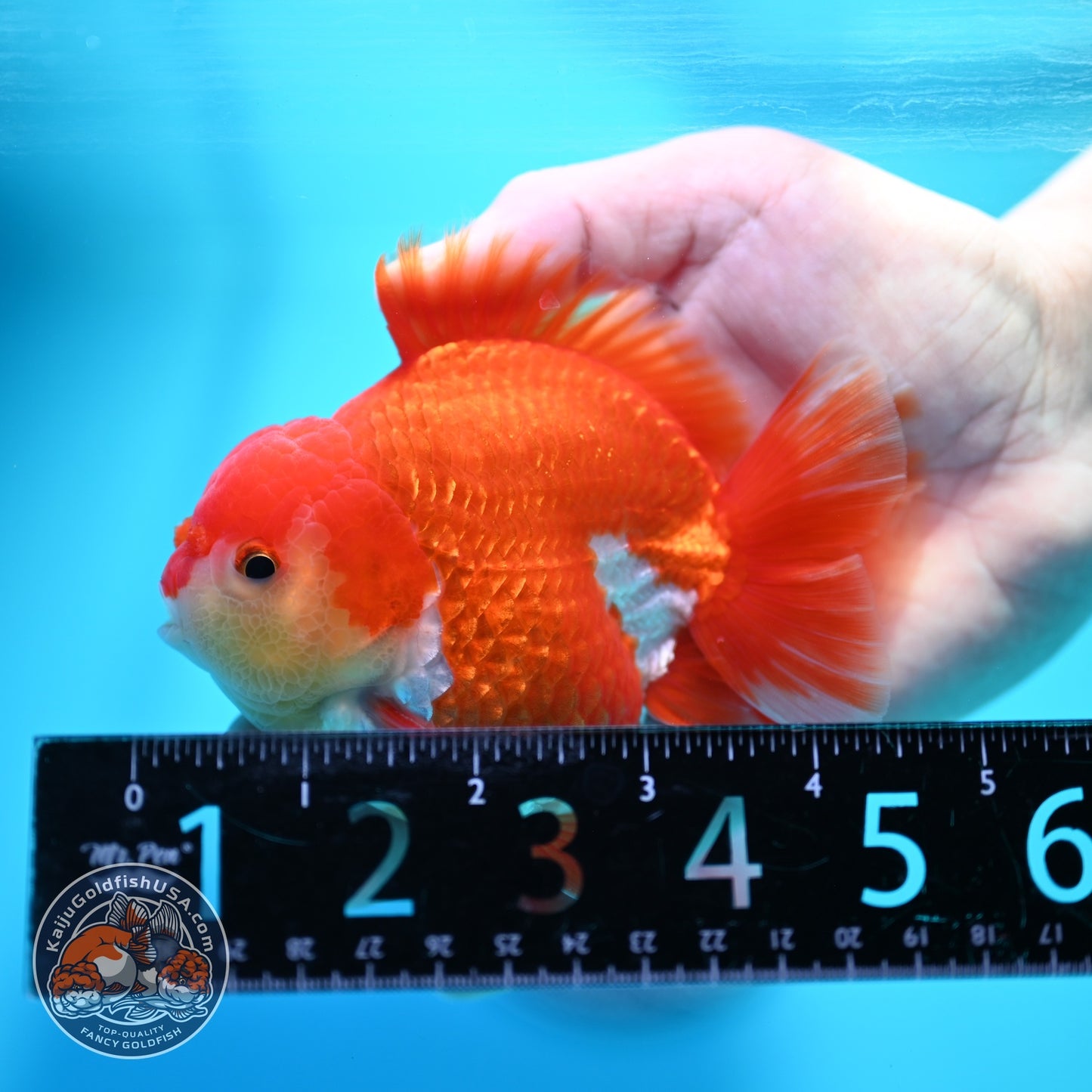 Red White YuanBao Oranda 3.8 inch Body (260529_OR13)