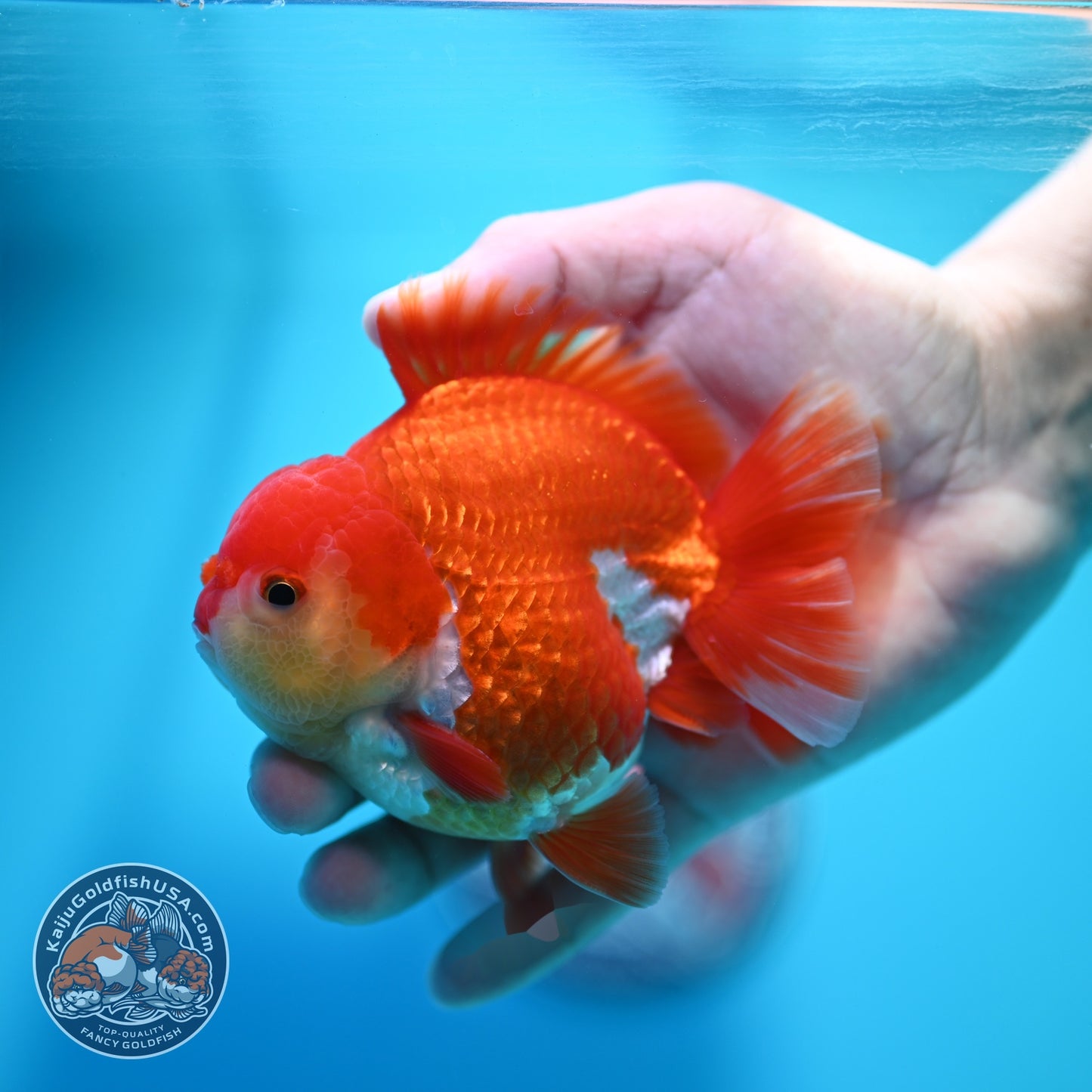 Red White YuanBao Oranda 3.8 inch Body (260529_OR13)