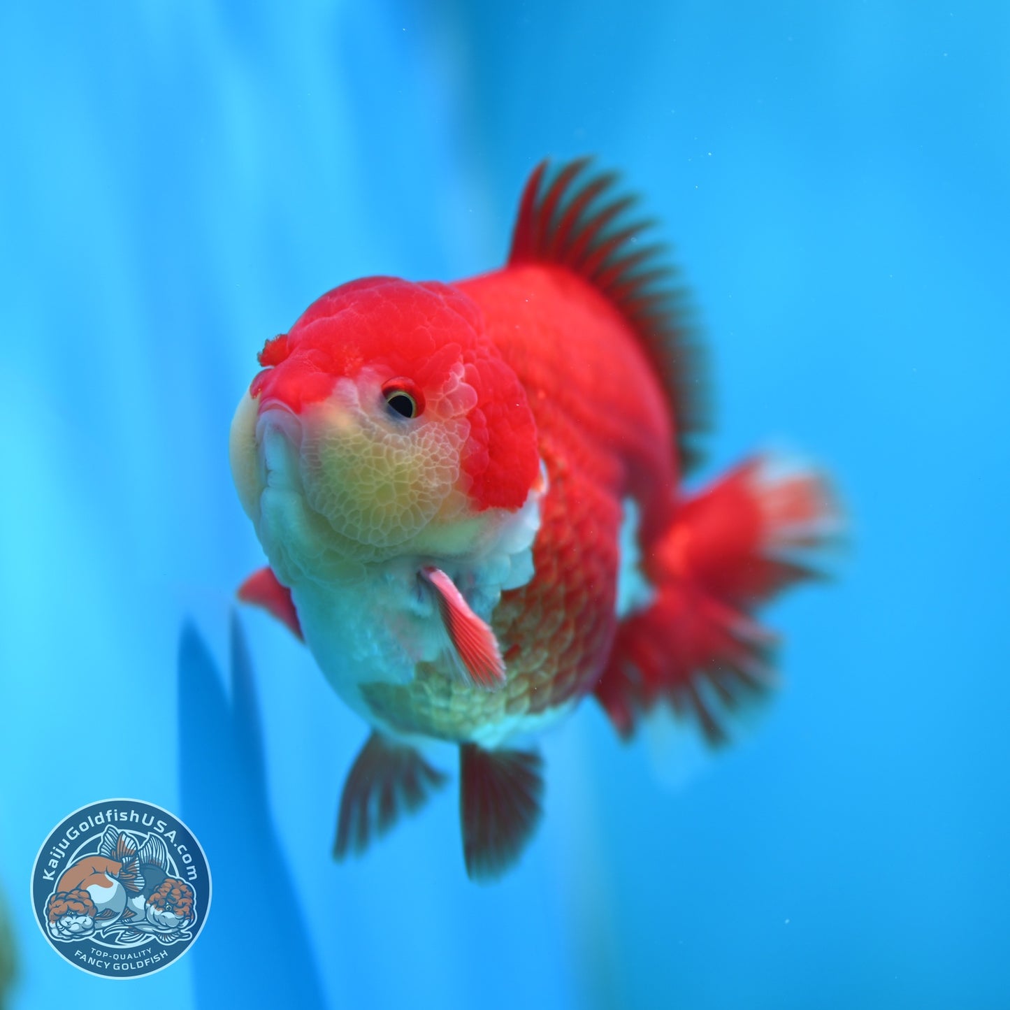 Red White YuanBao Oranda 3.8 inch Body (260529_OR13)