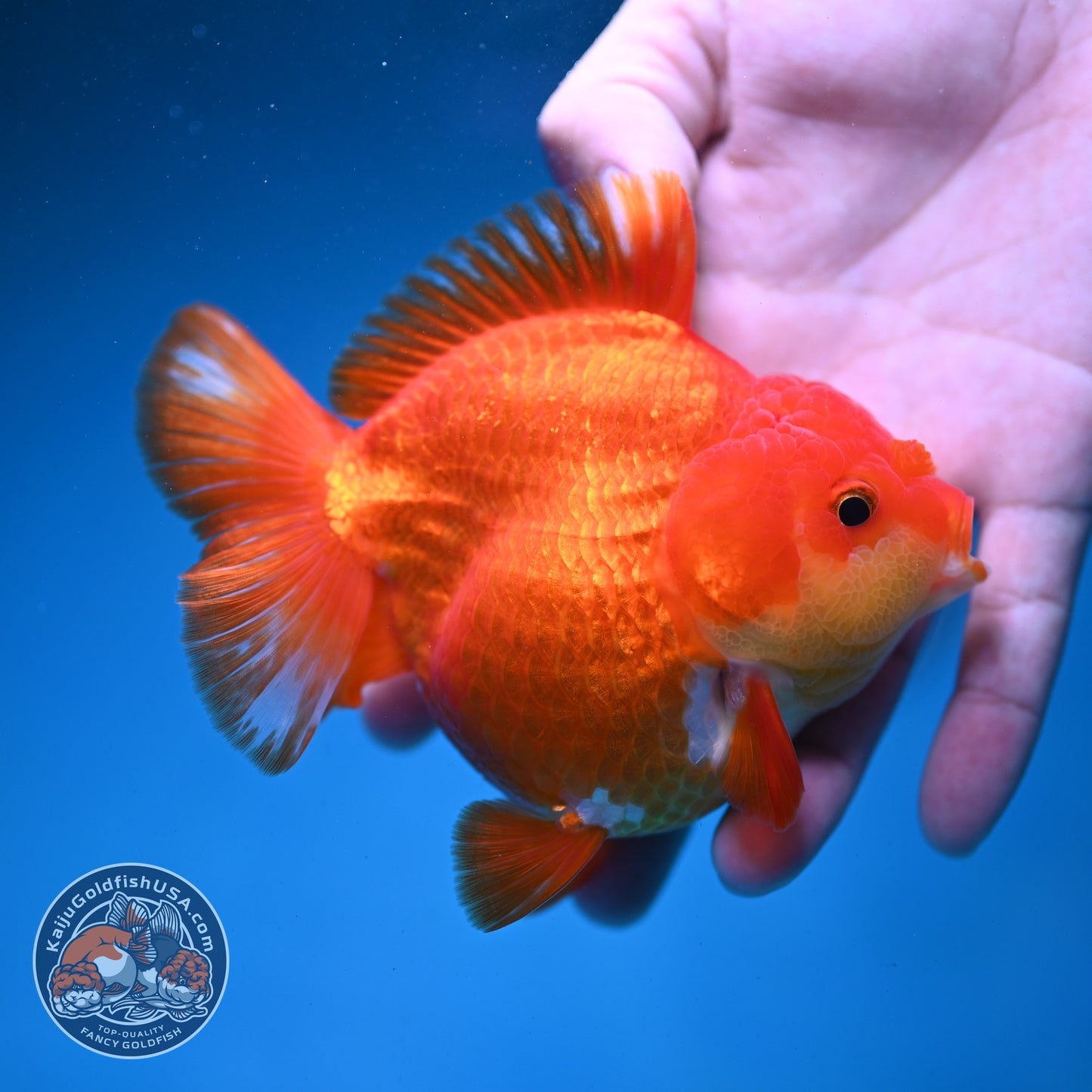 Red White YuanBao Oranda 3.8 inch Body (260821_OR23)