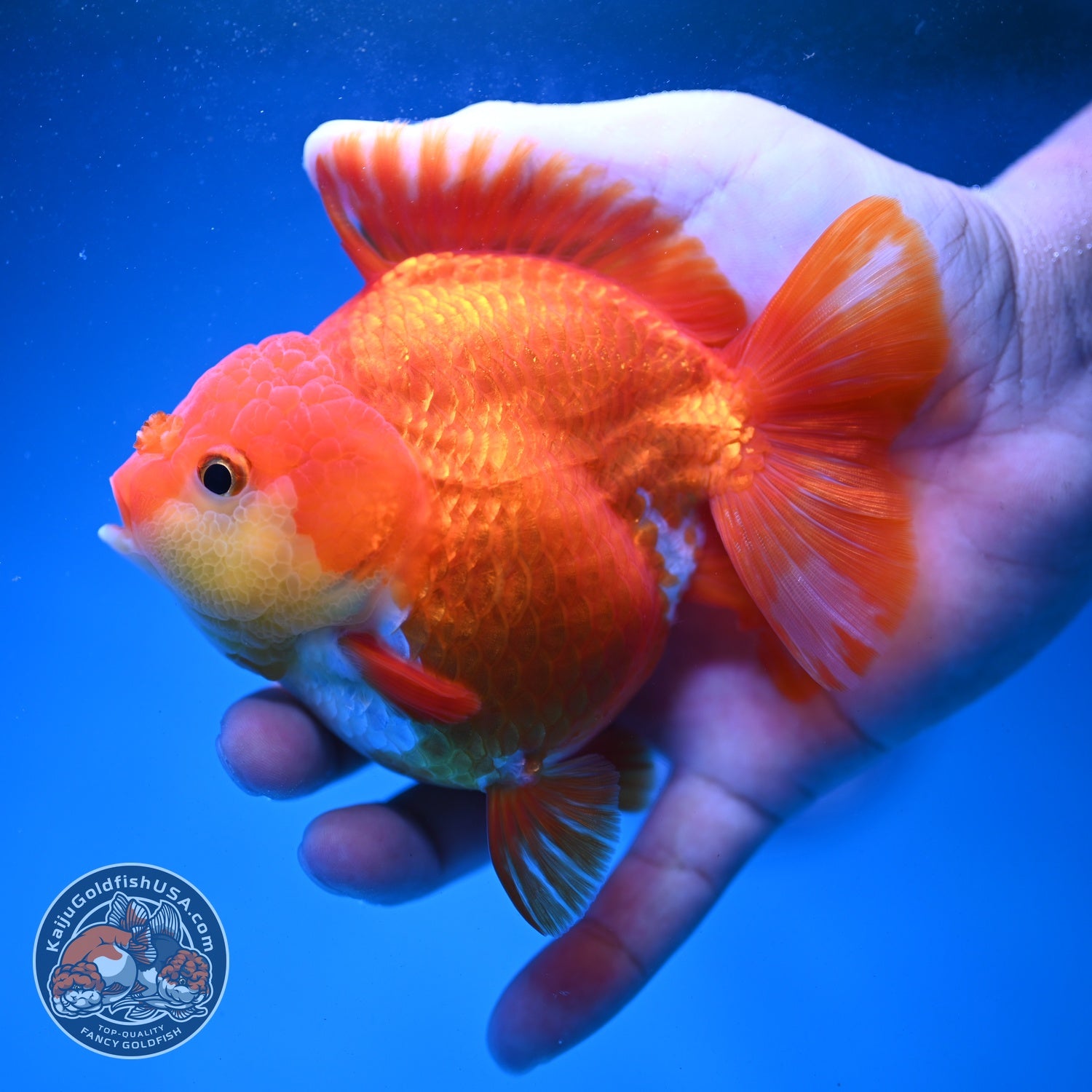 Red White YuanBao Oranda 3.8 inch Body (260821_OR23)
