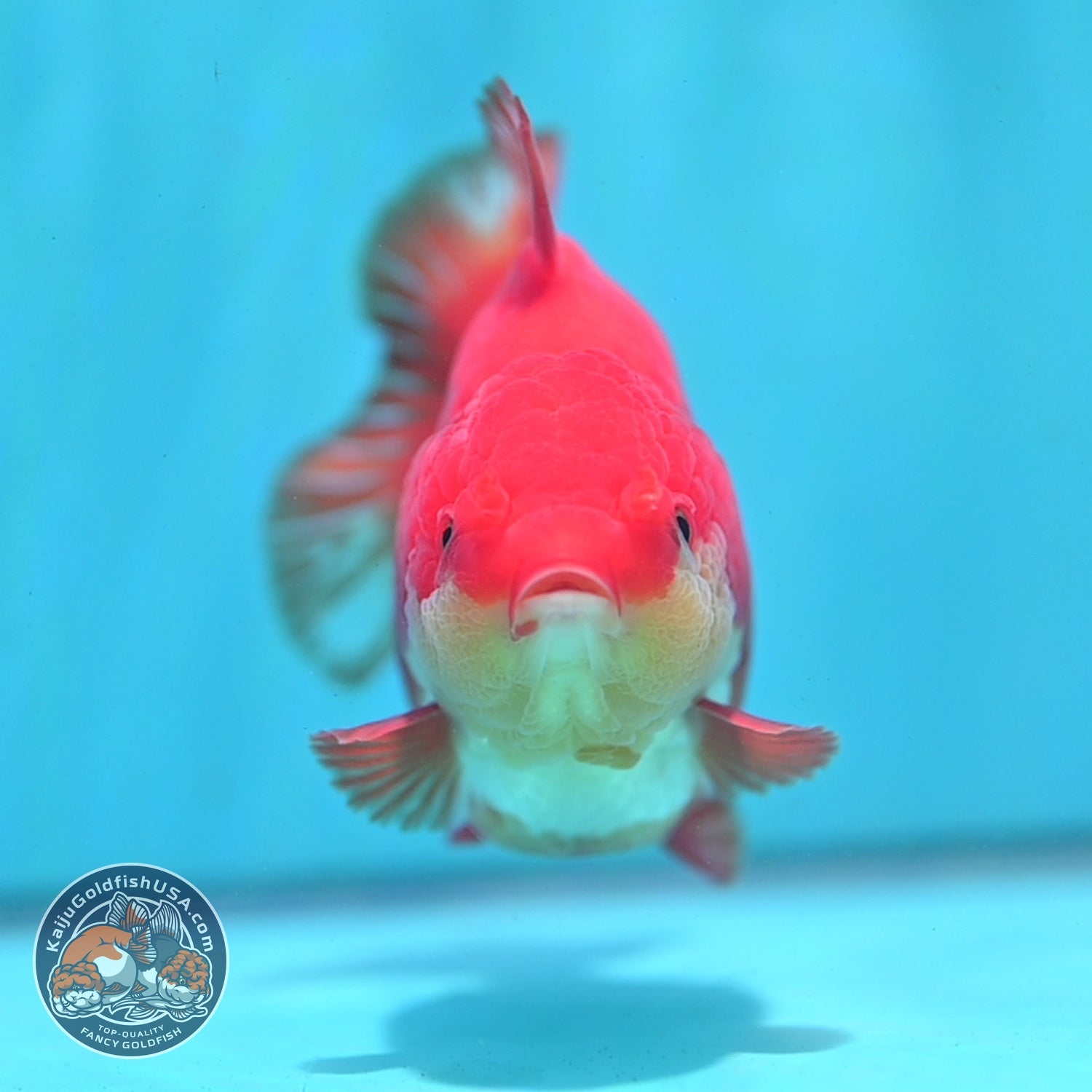 Red White YuanBao Oranda 3.8 inch Body (260821_OR23)