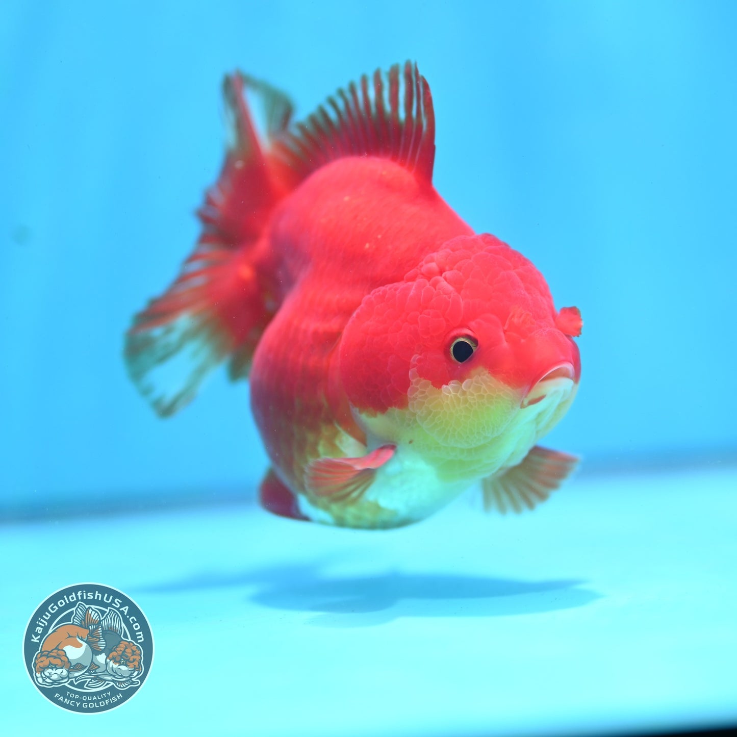 Red White YuanBao Oranda 3.8 inch Body (260821_OR23)