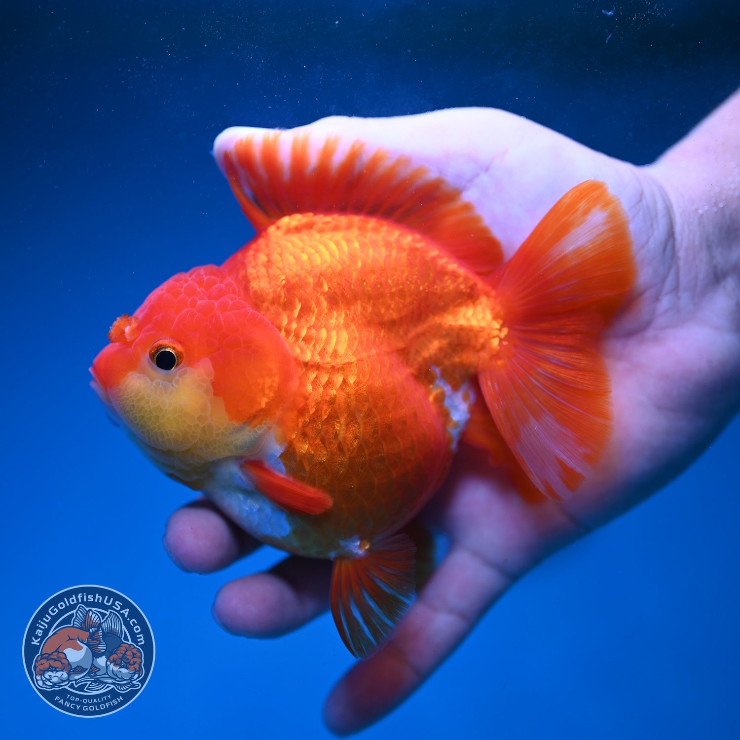 Red White YuanBao Oranda 3.8 inch Body (260821_OR23)