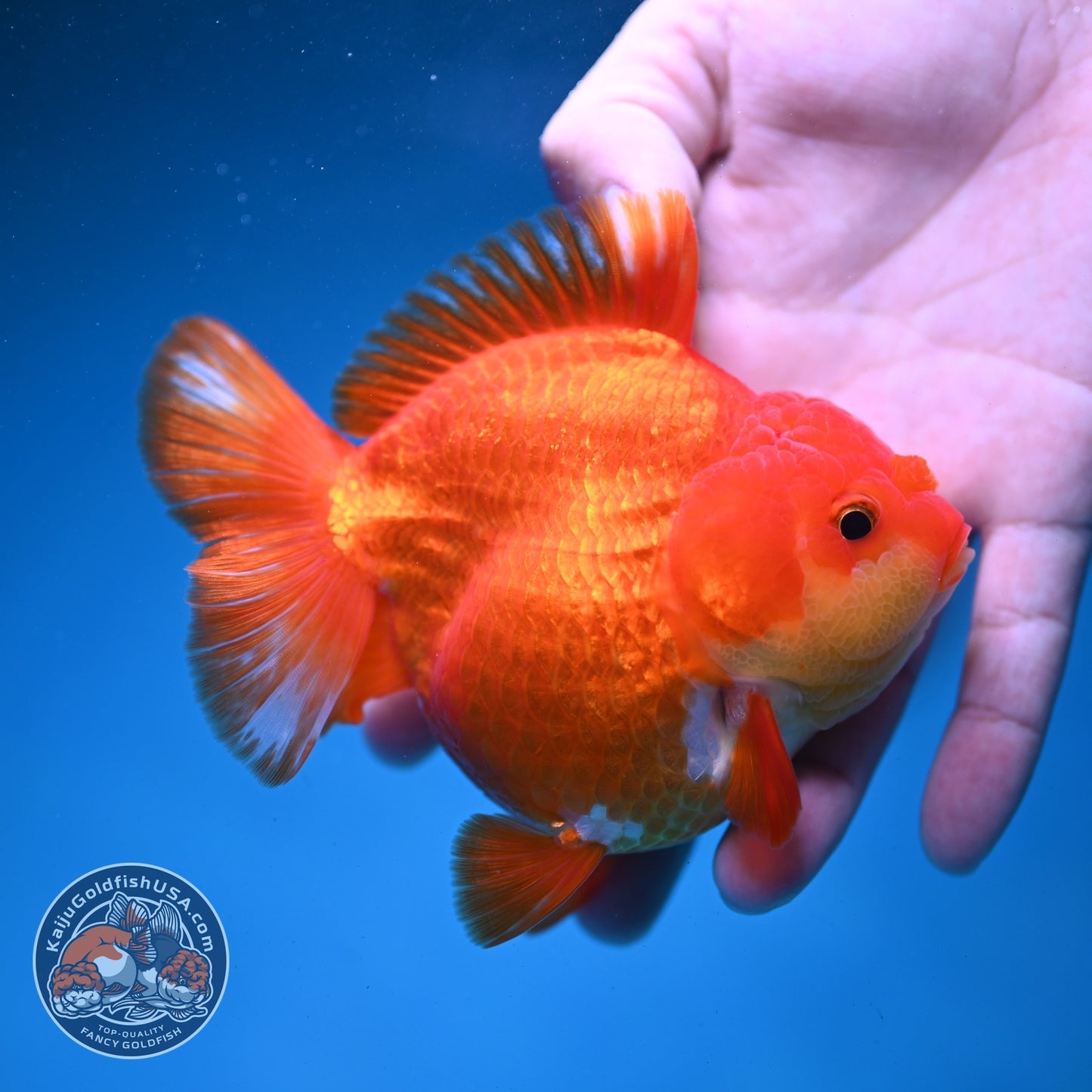 Red White YuanBao Oranda 3.8 inch Body (260821_OR23)