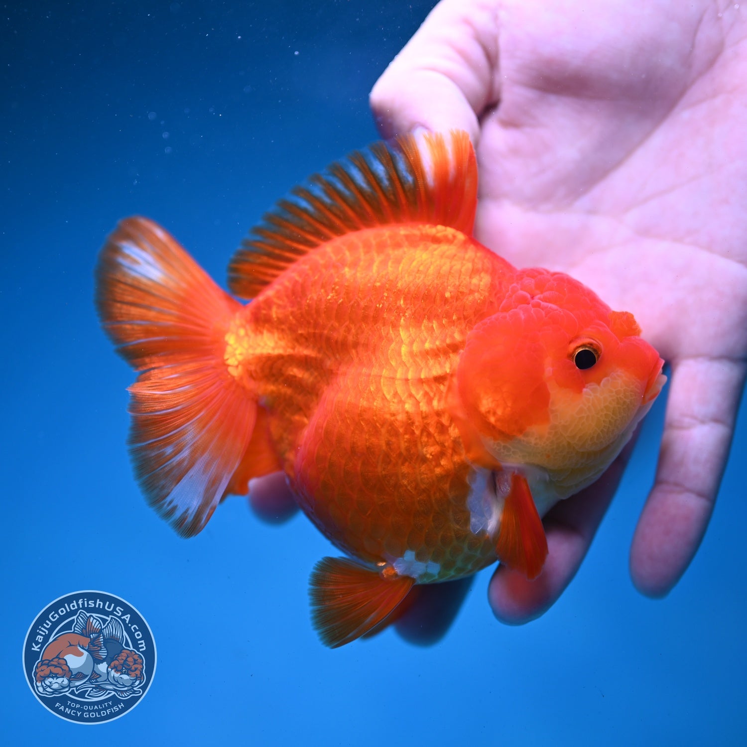 Red White YuanBao Oranda 3.8 inch Body (260821_OR23)