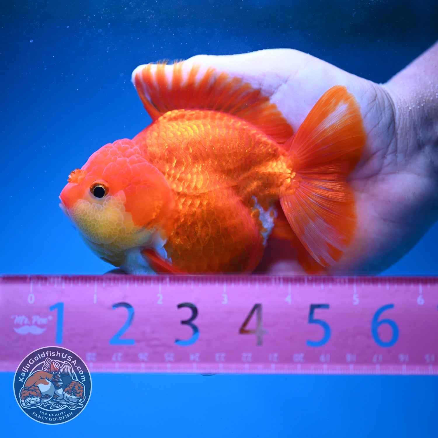 Red White YuanBao Oranda 3.8 inch Body (260821_OR23)