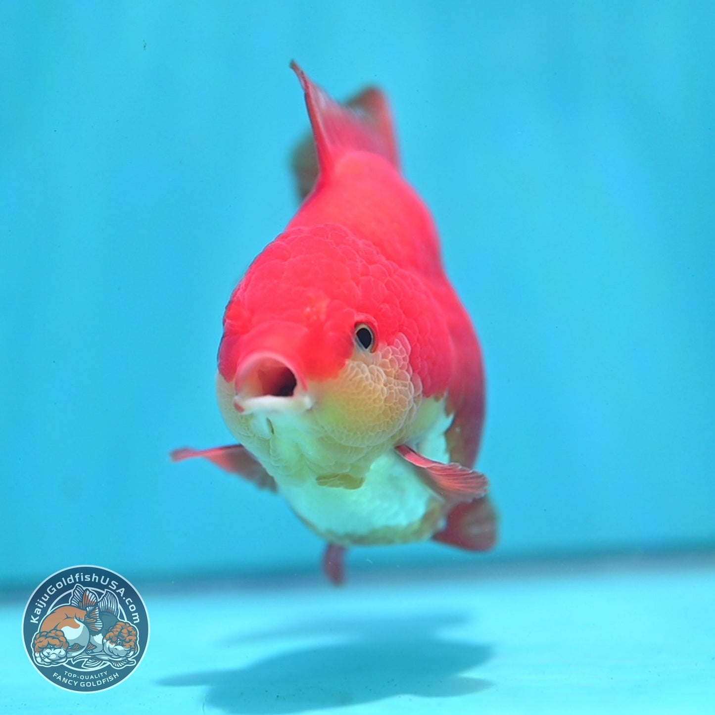 Red White YuanBao Oranda 3.8 inch Body (260821_OR23)