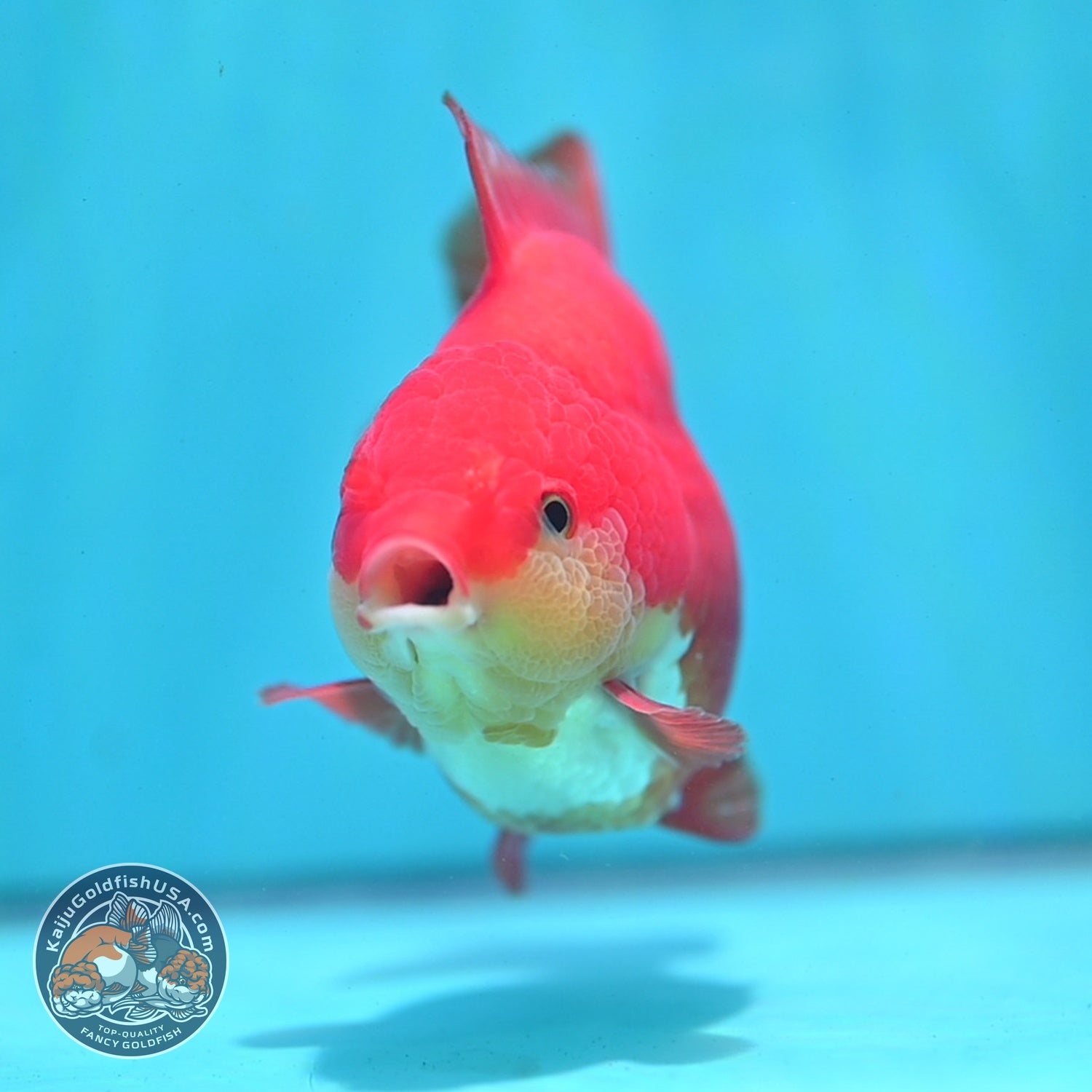 Red White YuanBao Oranda 3.8 inch Body (260821_OR23)