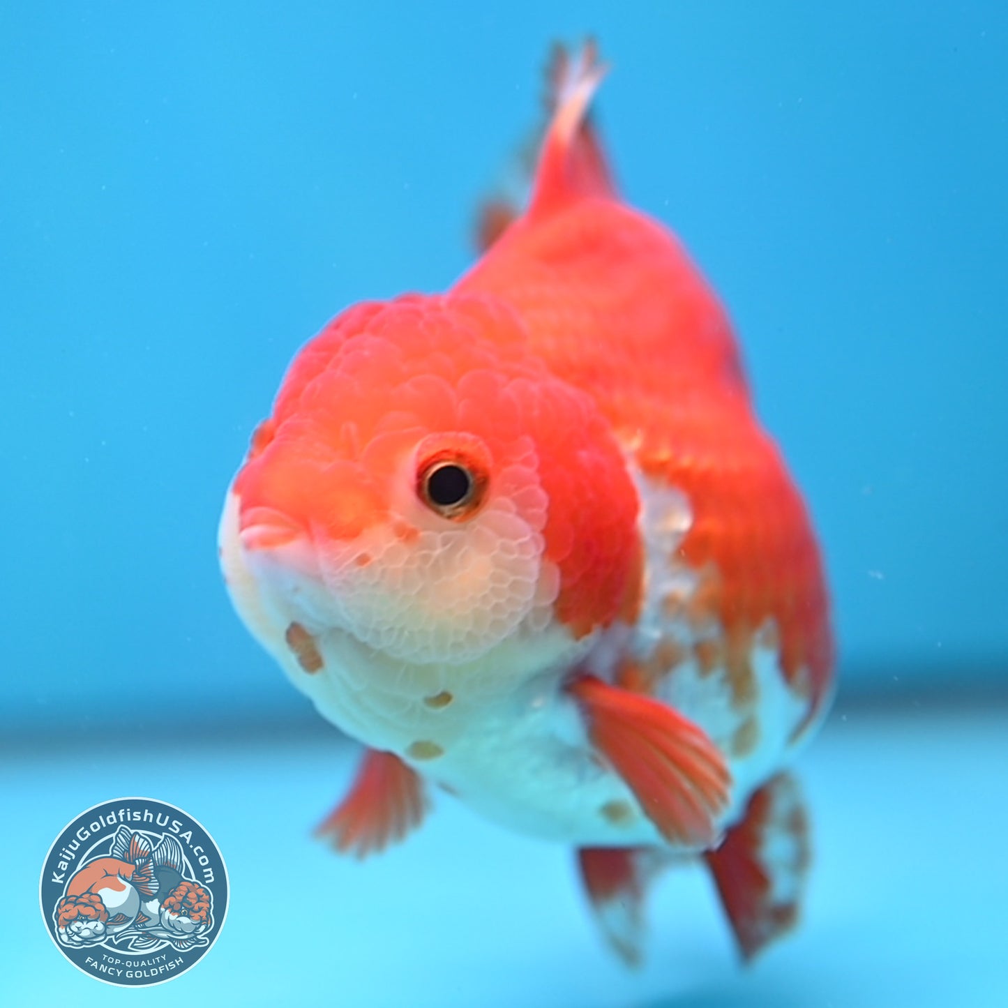 Red White Yuanbao Oranda 4 inch Body (251017_OR07)