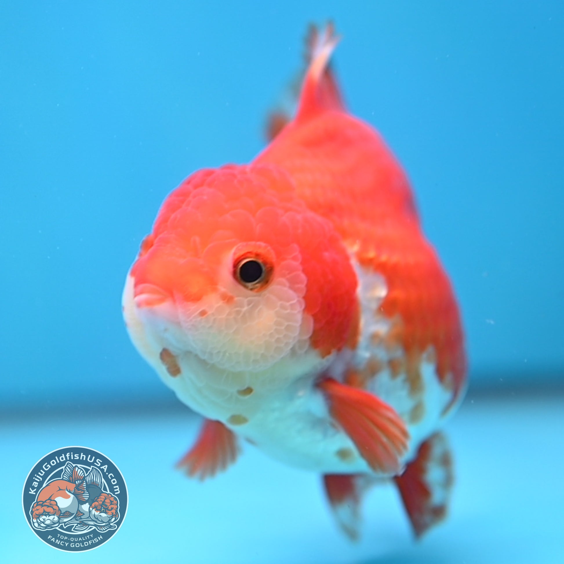 Red White Yuanbao Oranda 4 inch Body (251017_OR07)