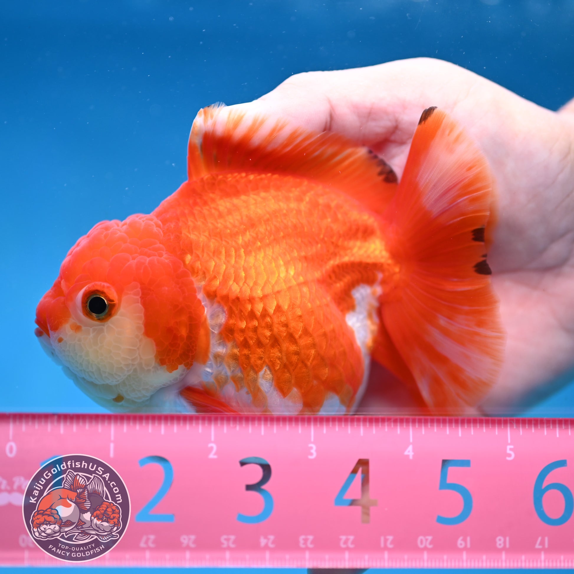 Red White Yuanbao Oranda 4 inch Body (251017_OR07)