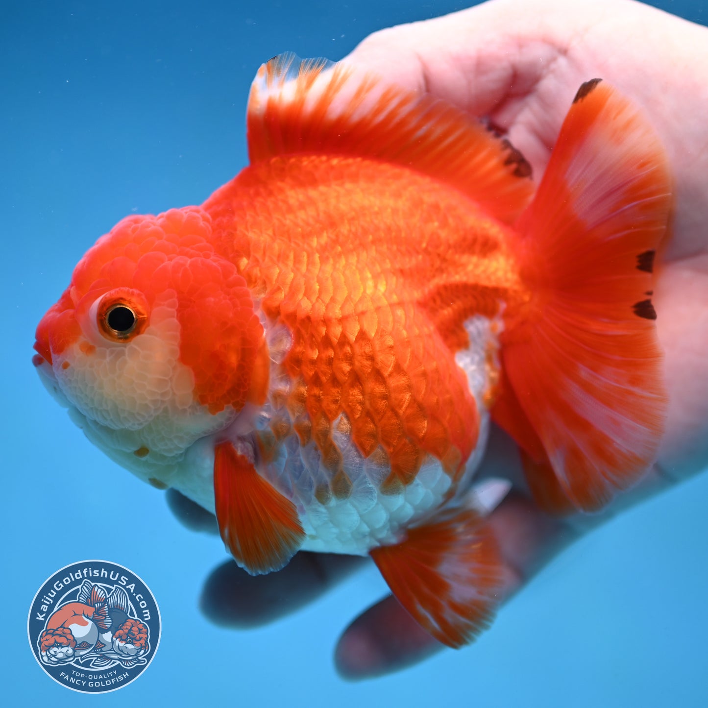 Red White Yuanbao Oranda 4 inch Body (251017_OR07)