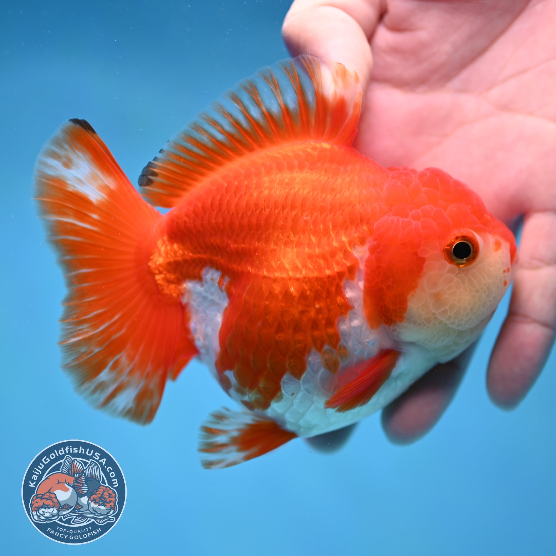 Red White Yuanbao Oranda 4 inch Body (251017_OR07)