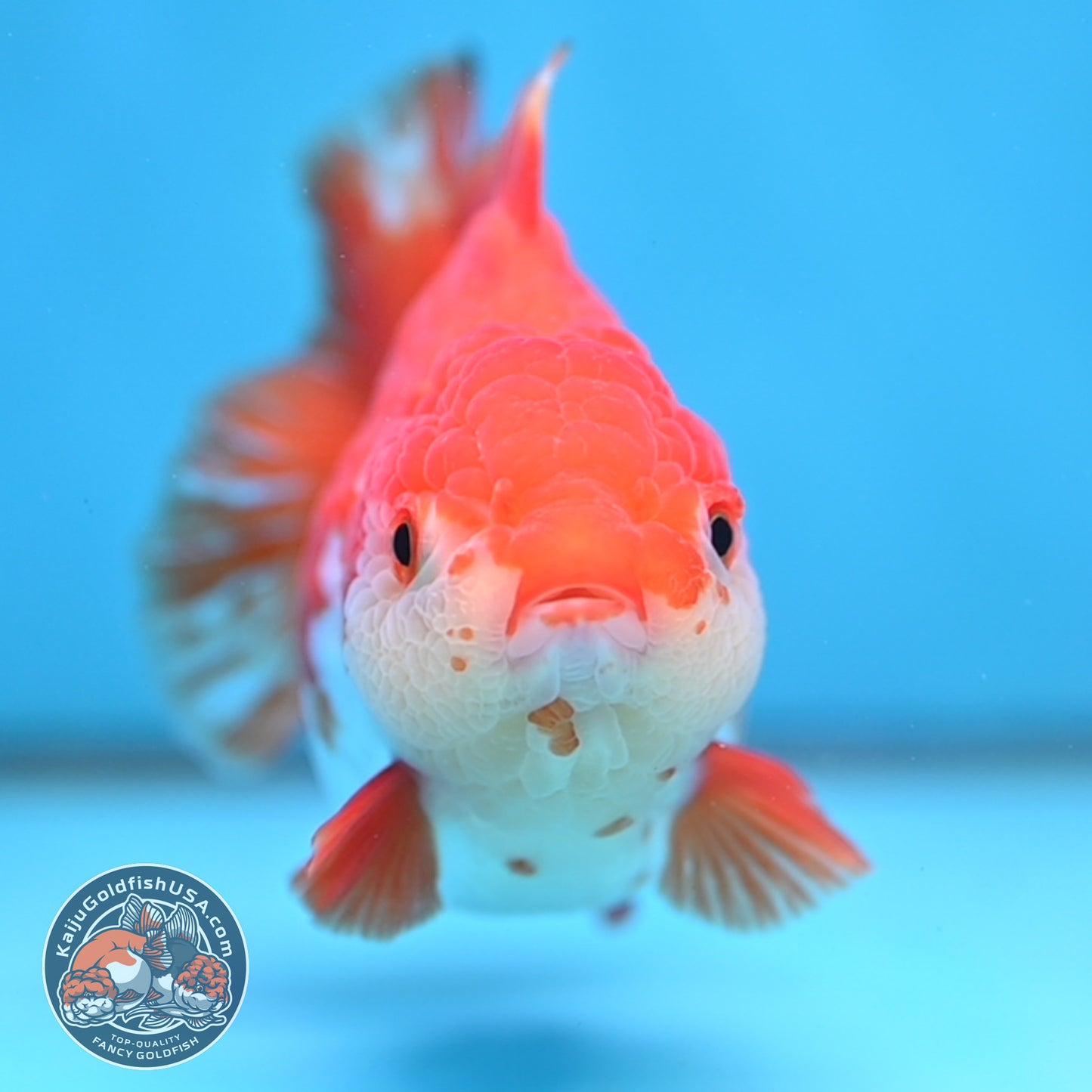 Red White Yuanbao Oranda 4 inch Body (251017_OR07)