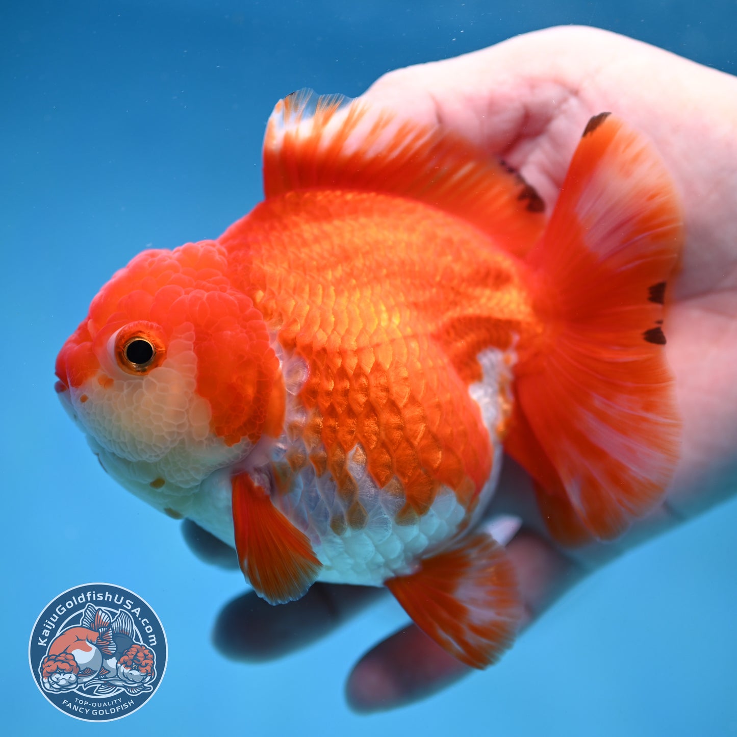 Red White Yuanbao Oranda 4 inch Body (251017_OR07)