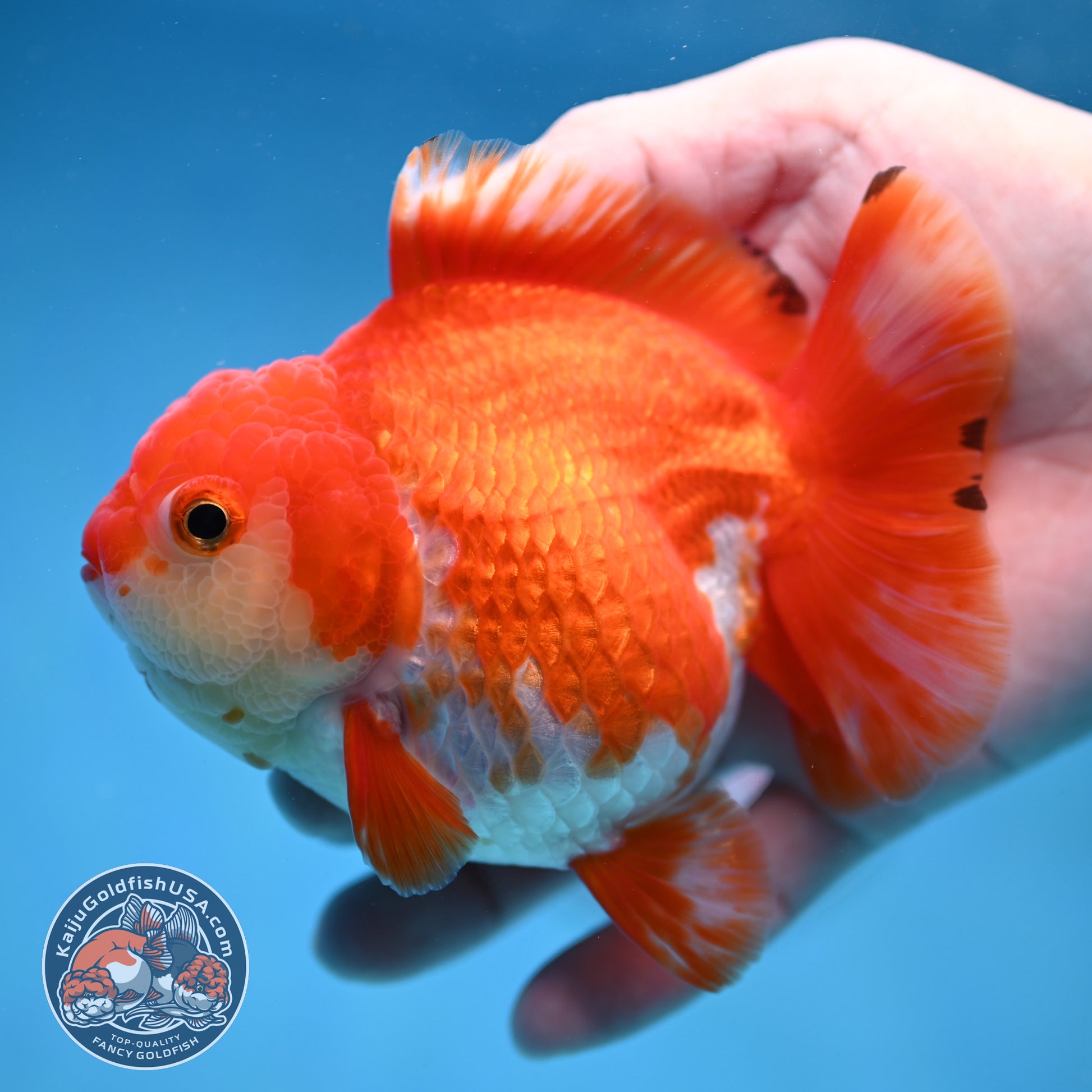 Red White Yuanbao Oranda 4 inch Body (251017_OR07)