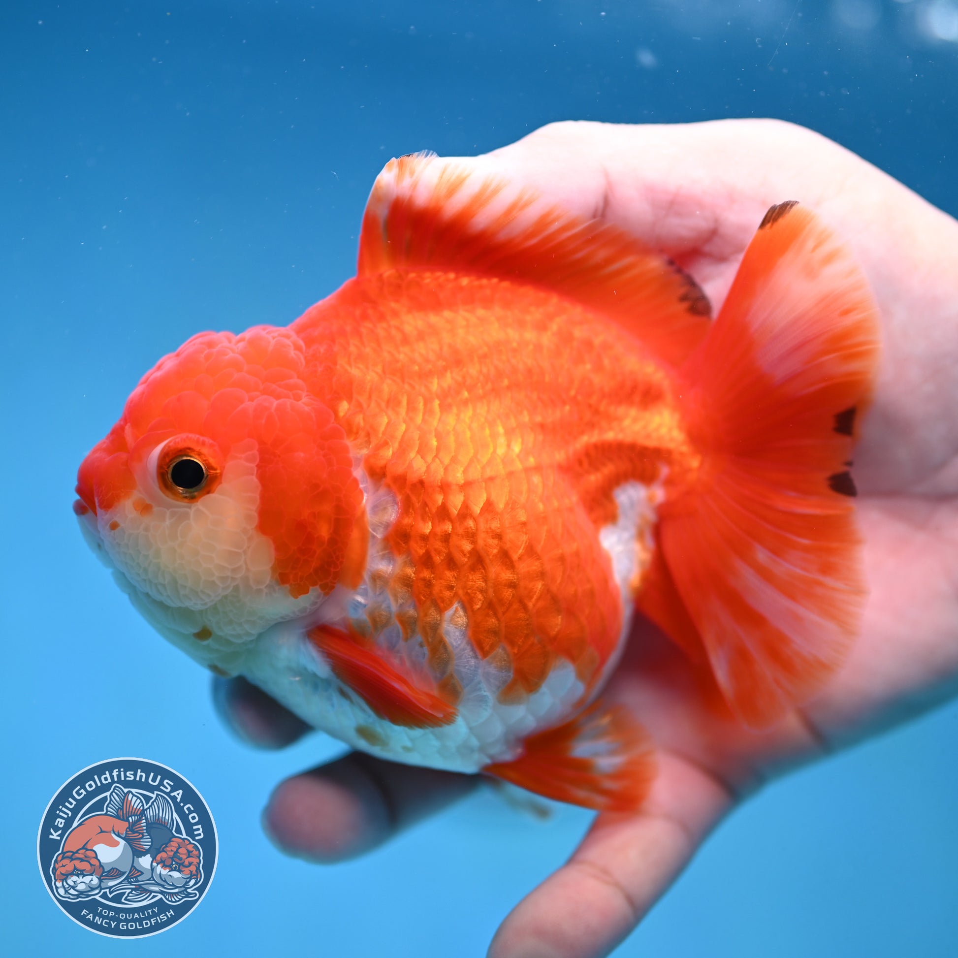 Red White Yuanbao Oranda 4 inch Body (251017_OR07)