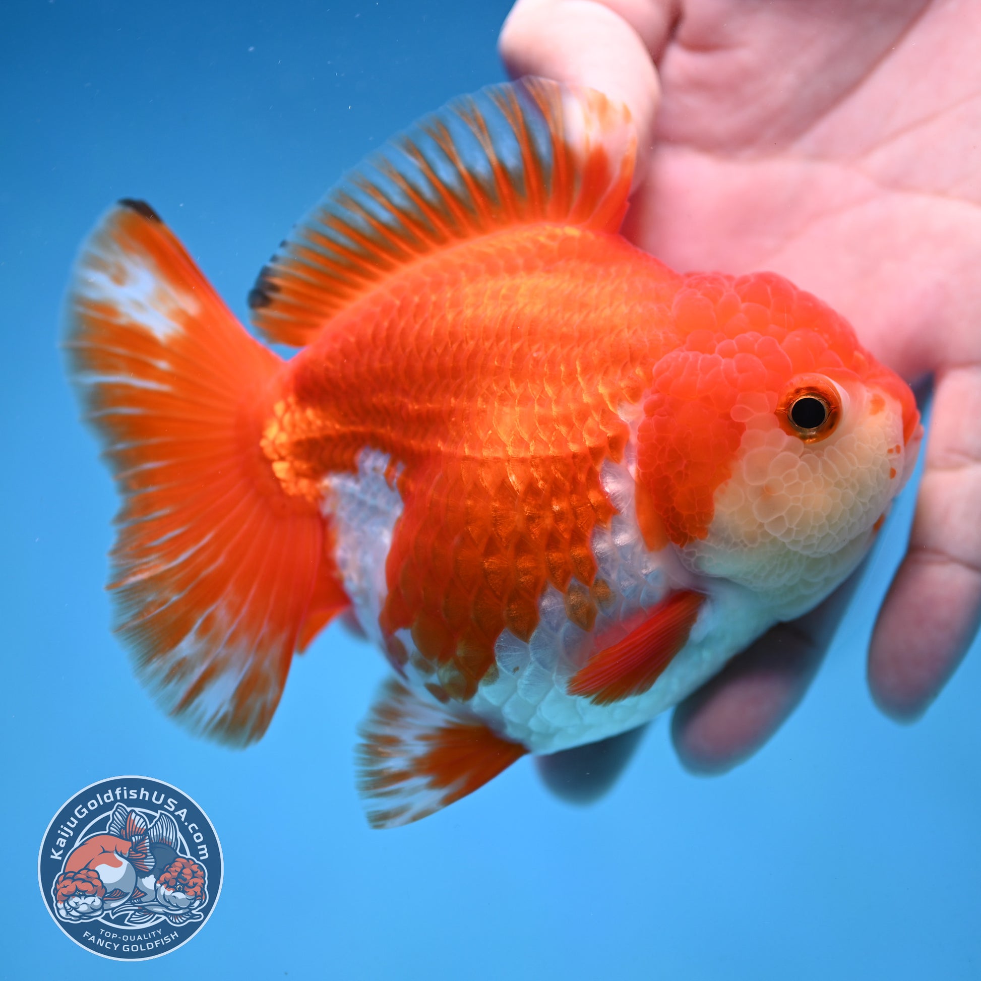 Red White Yuanbao Oranda 4 inch Body (251017_OR07)