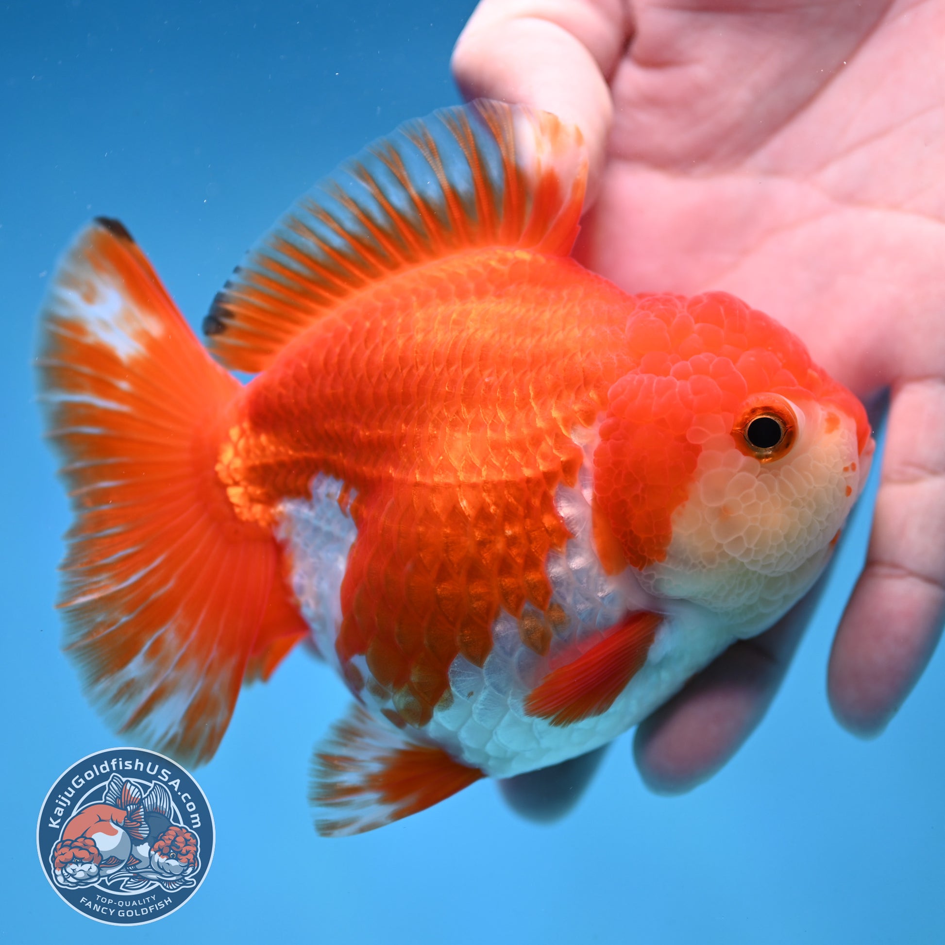 Red White Yuanbao Oranda 4 inch Body (251017_OR07)