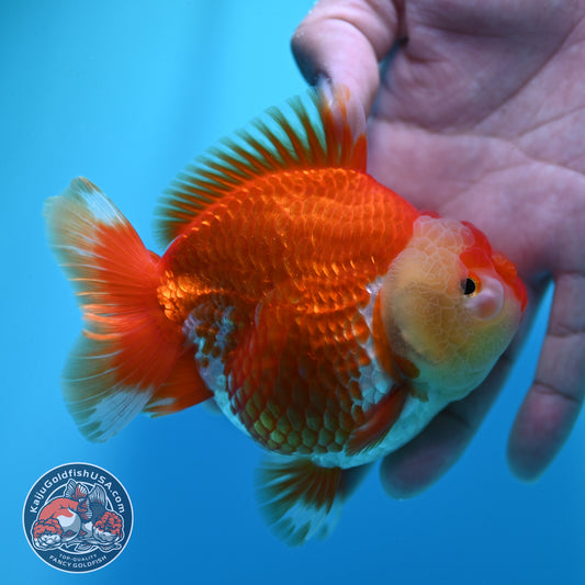 Red White YuanBao Oranda 4 inch Body (260424_OR01)