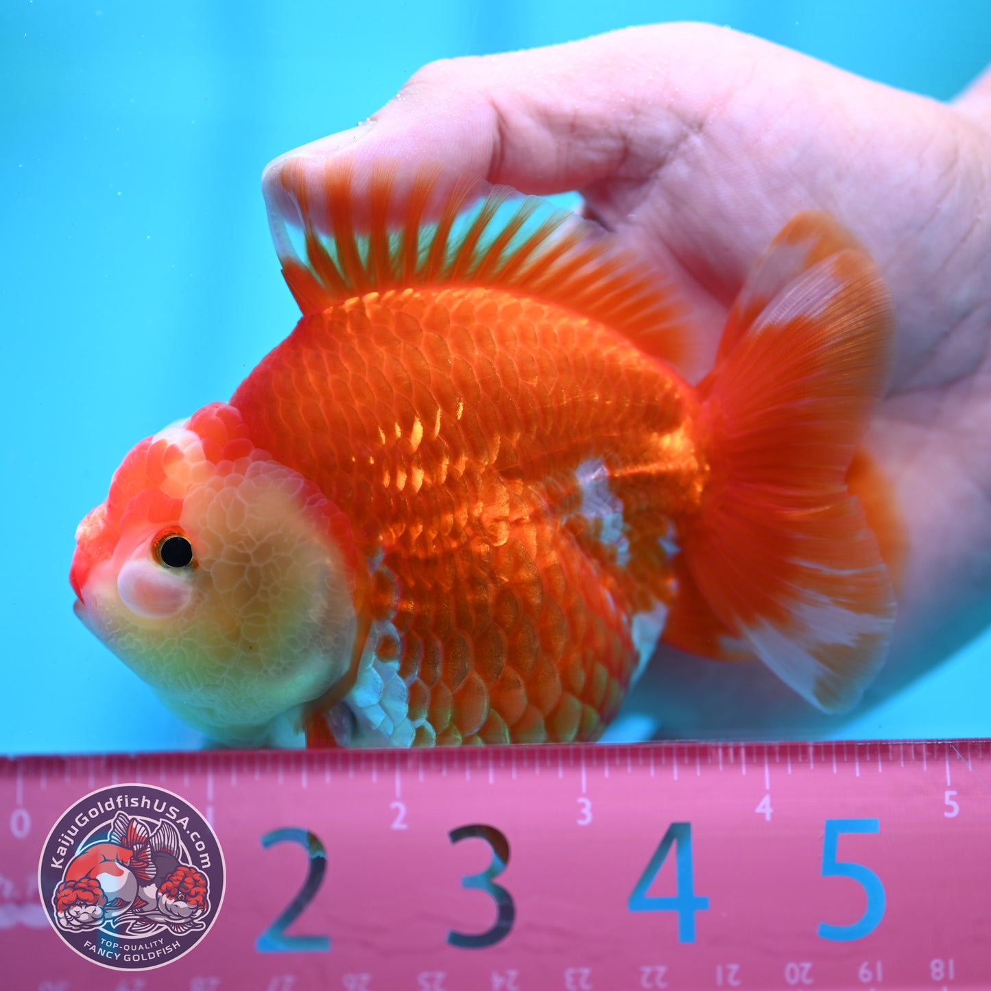 Red White YuanBao Oranda 4 inch Body (260424_OR01)