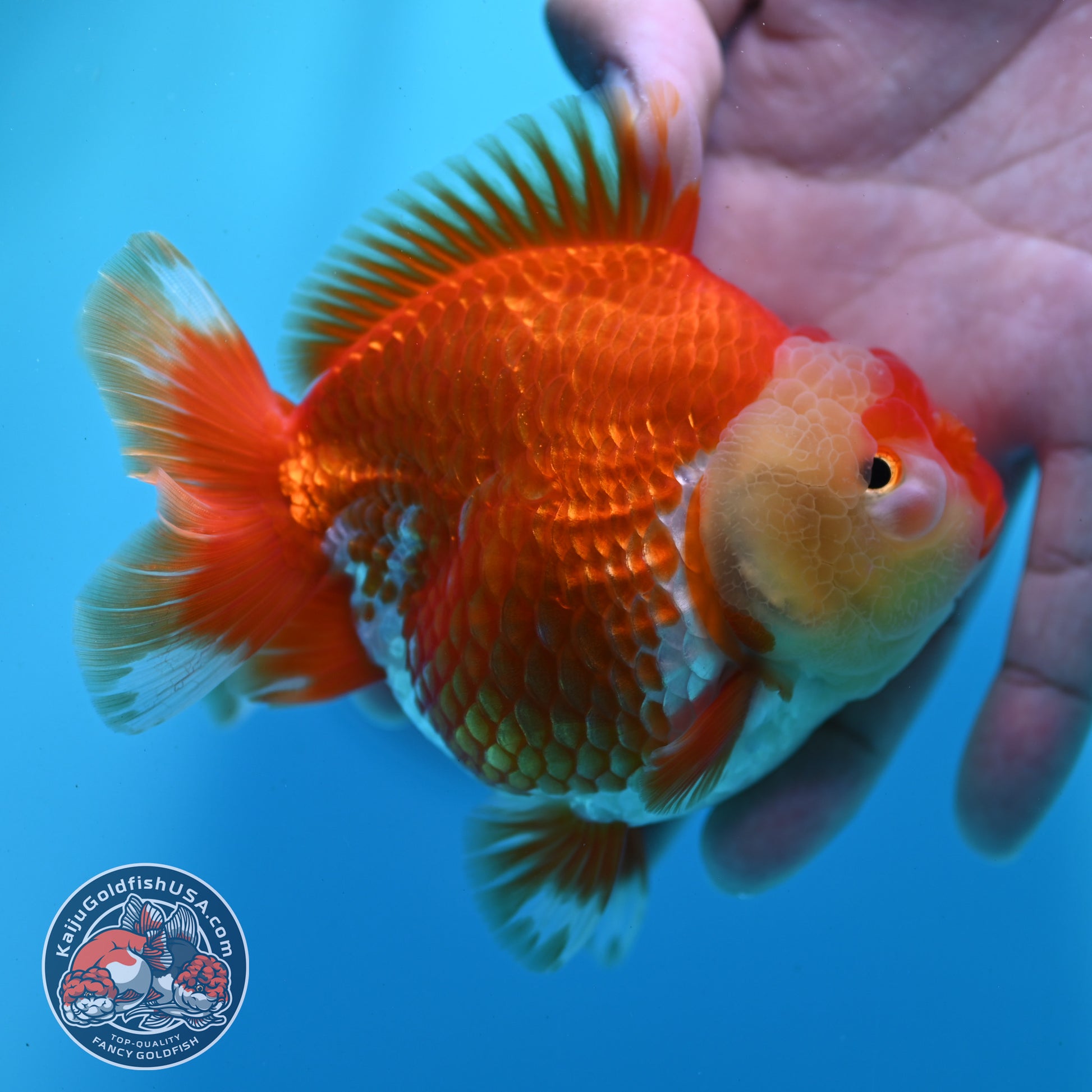 Red White YuanBao Oranda 4 inch Body (260424_OR01)