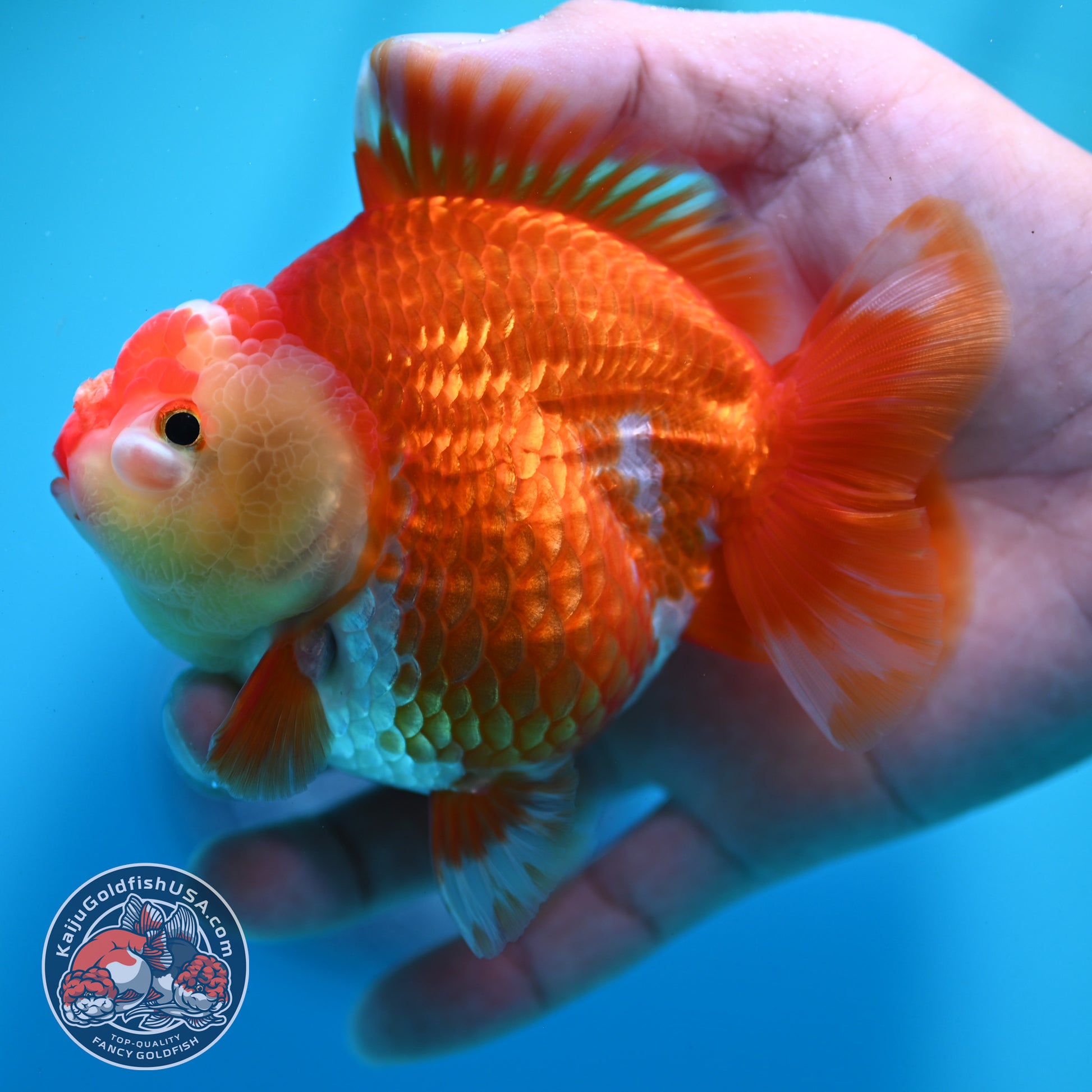 Red White YuanBao Oranda 4 inch Body (260424_OR01)