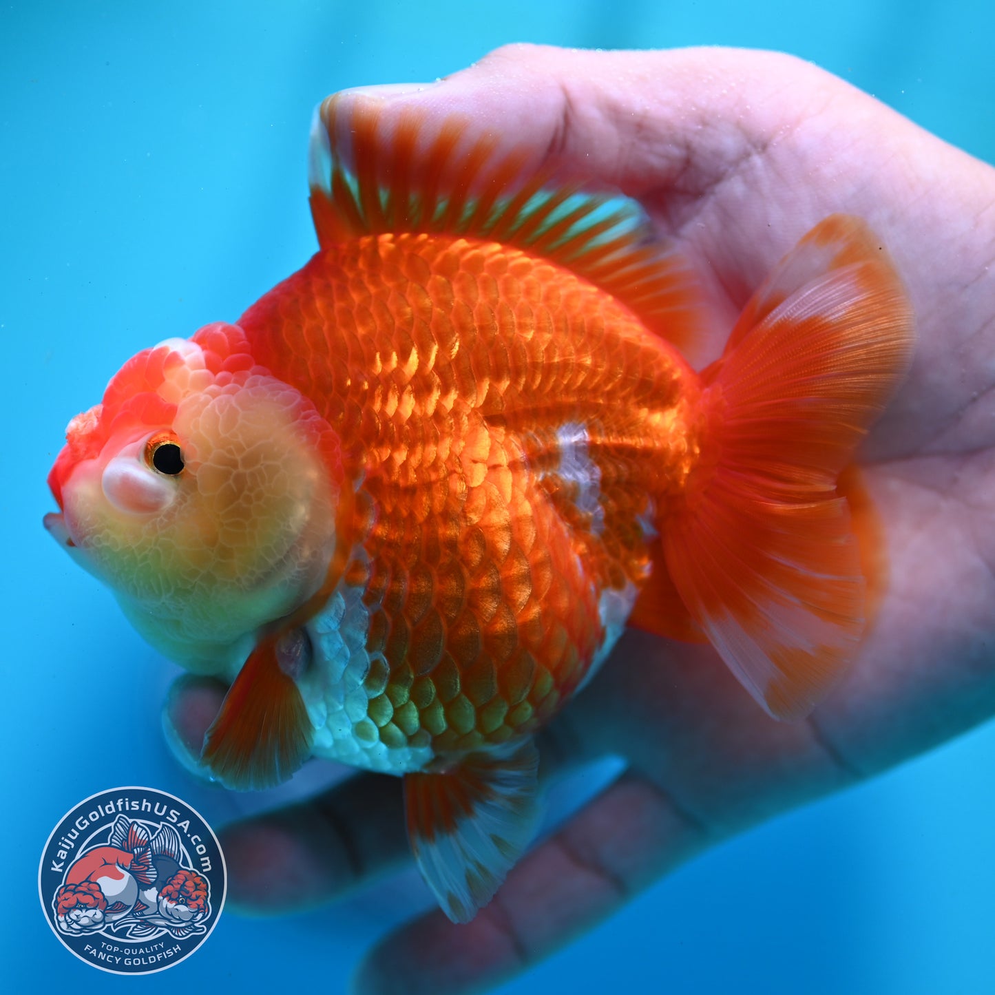 Red White YuanBao Oranda 4 inch Body (260424_OR01)