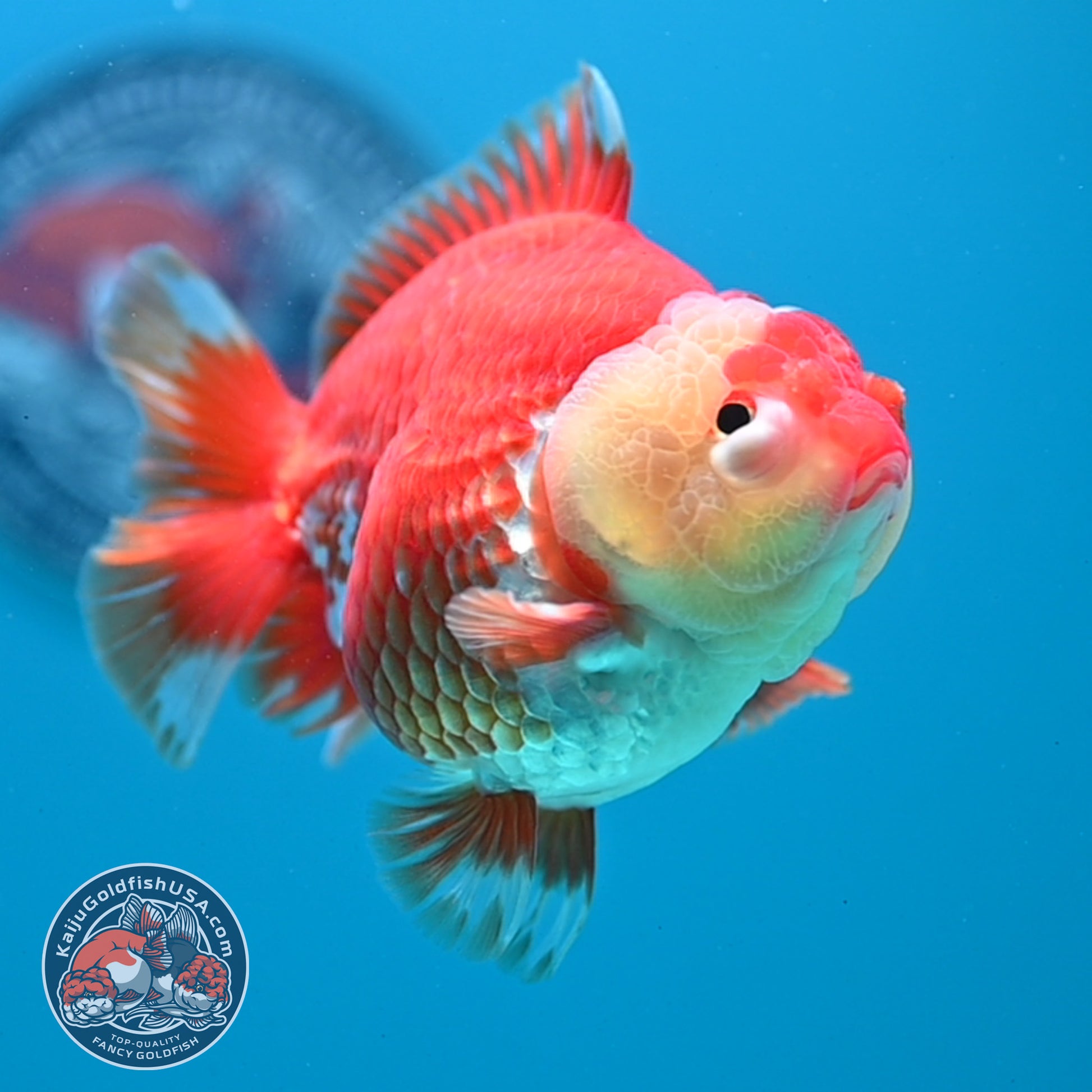 Red White YuanBao Oranda 4 inch Body (260424_OR01)