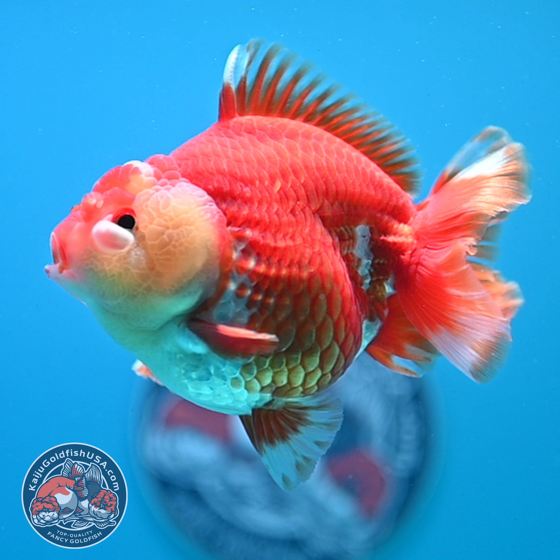 Red White YuanBao Oranda 4 inch Body (260424_OR01)