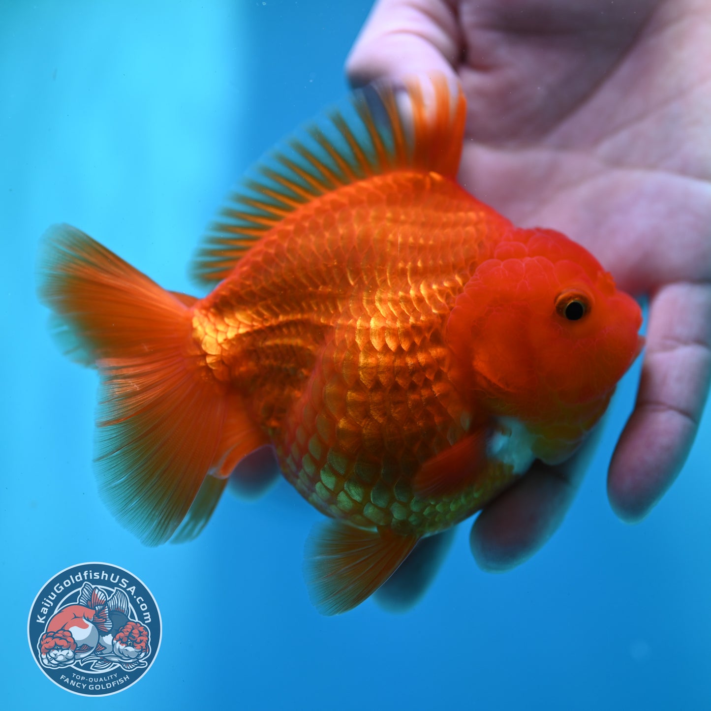 Red White YuanBao Oranda 4 inch Body (260501_OR06)