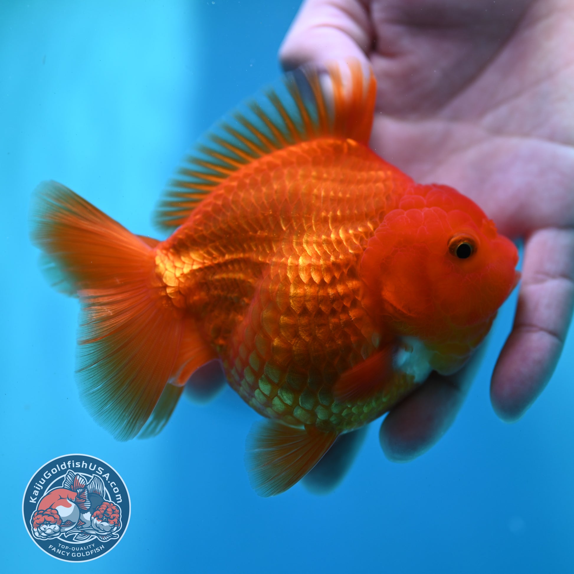 Red White YuanBao Oranda 4 inch Body (260501_OR06)