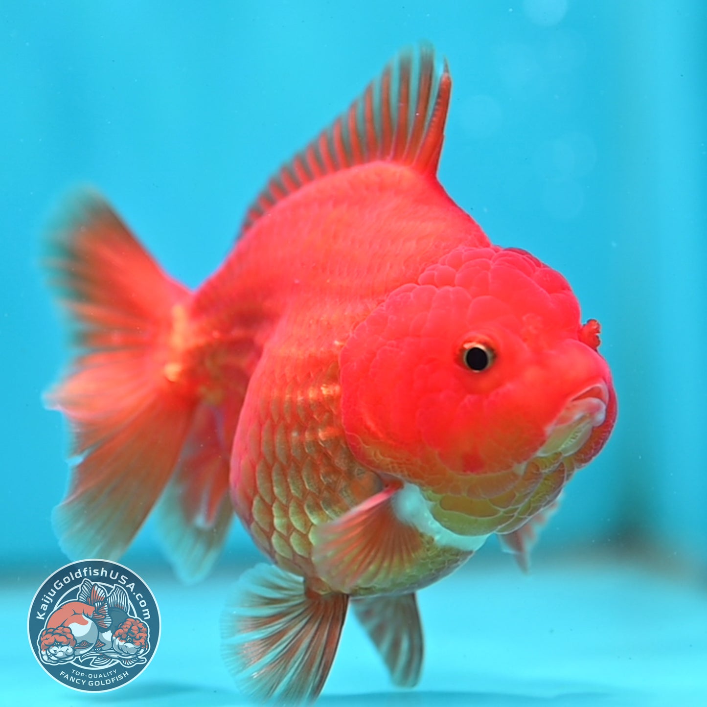 Red White YuanBao Oranda 4 inch Body (260501_OR06)