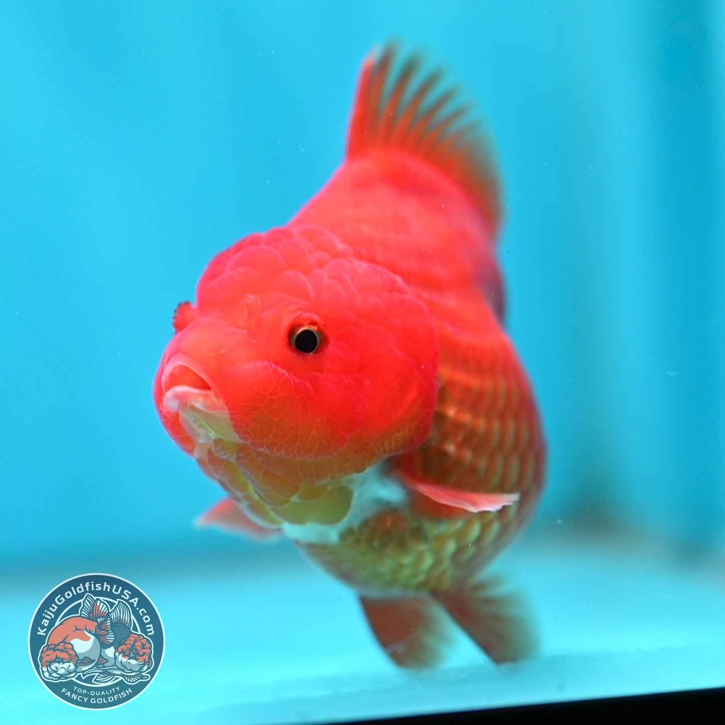 Red White YuanBao Oranda 4 inch Body (260501_OR06)