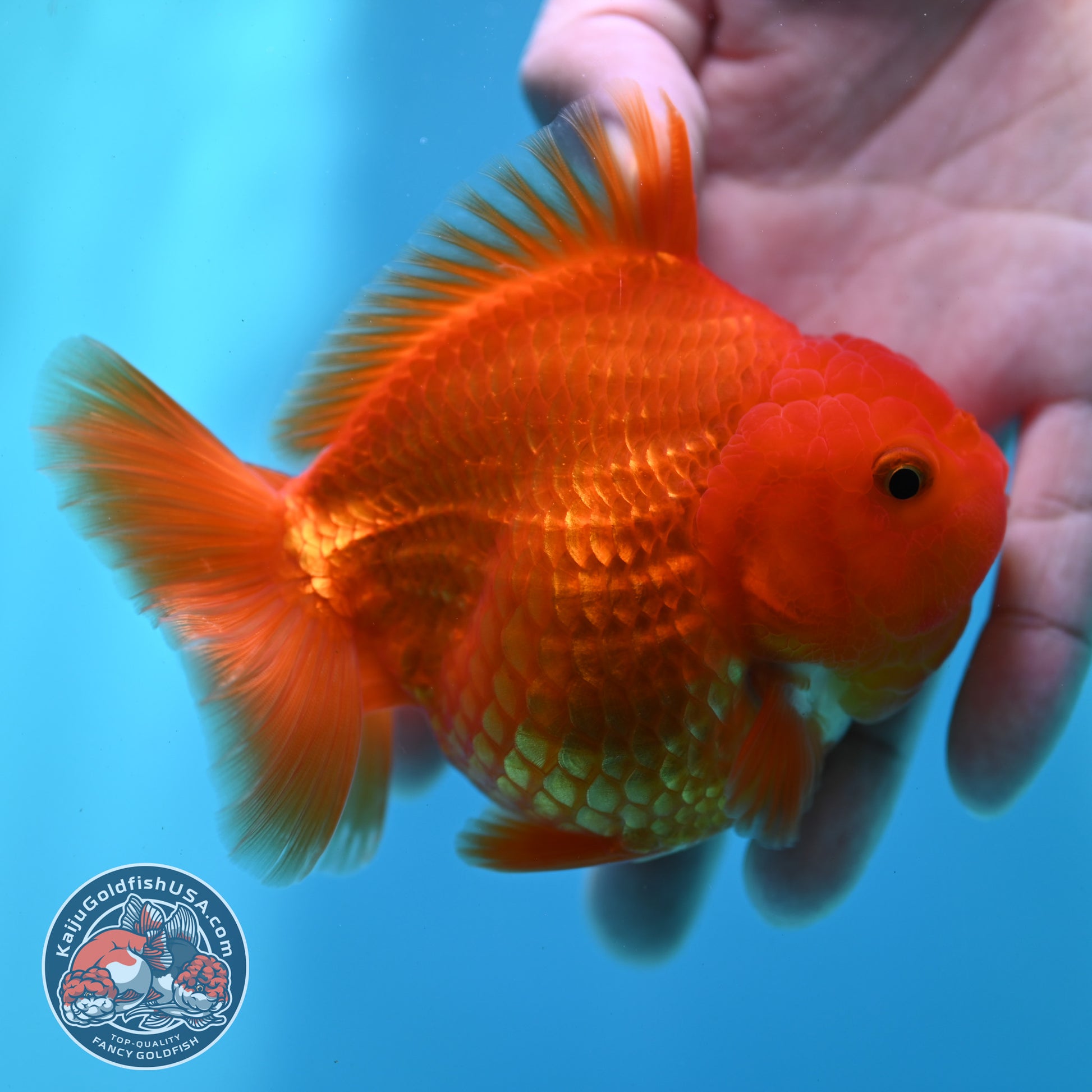 Red White YuanBao Oranda 4 inch Body (260501_OR06)