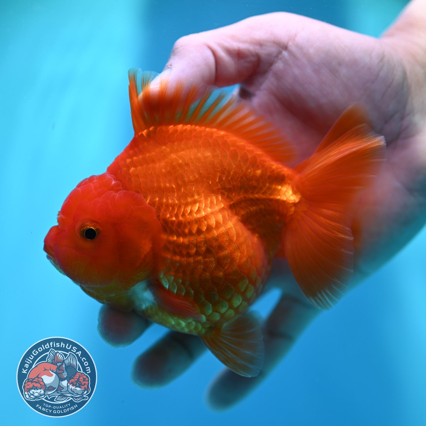 Red White YuanBao Oranda 4 inch Body (260501_OR06)