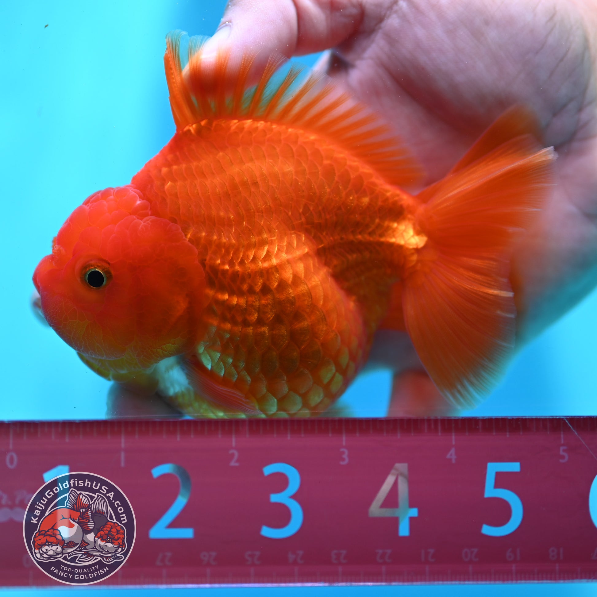 Red White YuanBao Oranda 4 inch Body (260501_OR06)