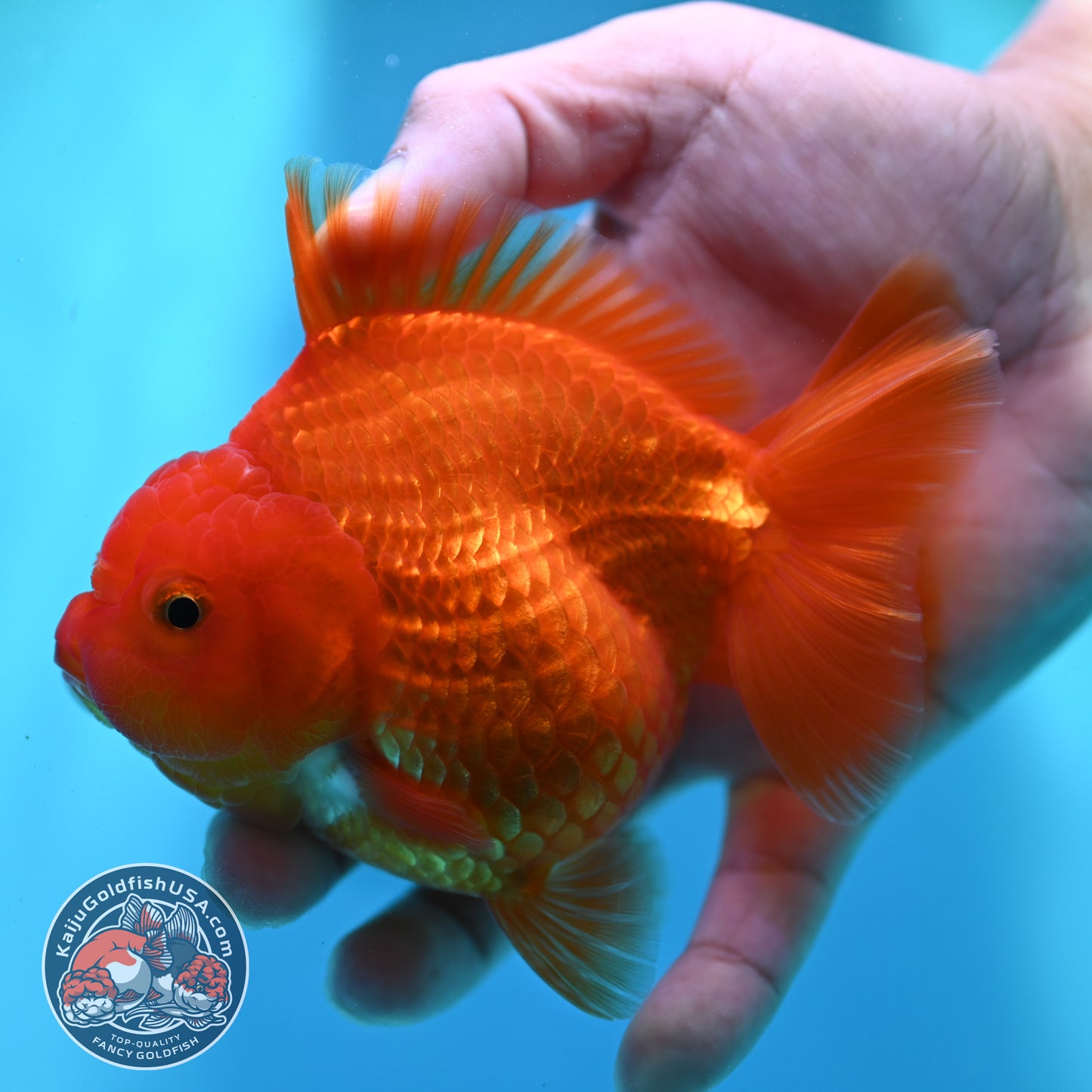 Red White YuanBao Oranda 4 inch Body (260501_OR06)