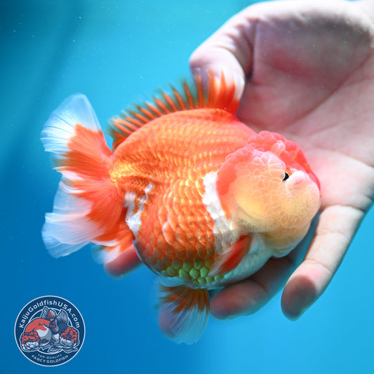 Red White Yuanbao Oranda 4 inch Body (260515_OR08)