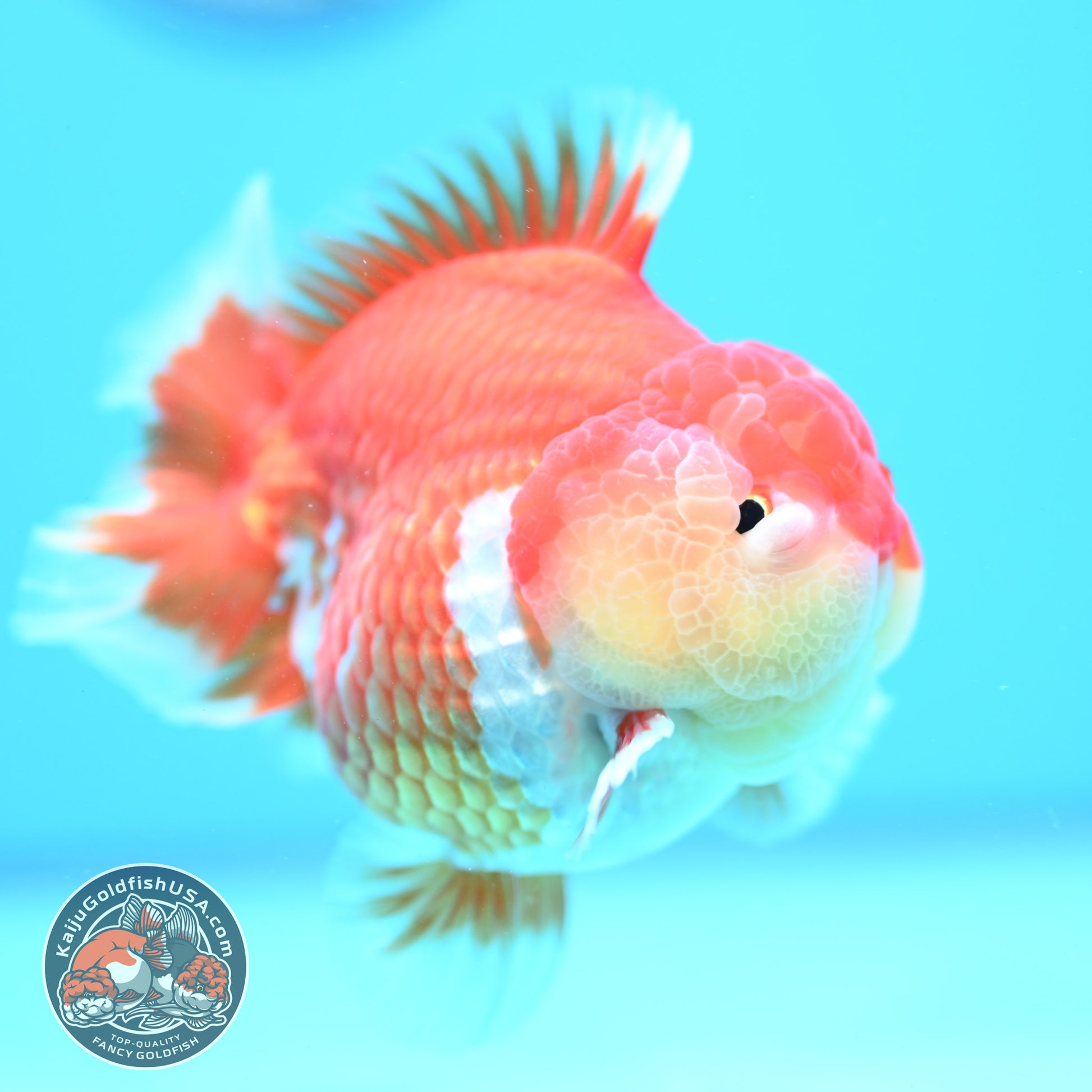 Red White Yuanbao Oranda 4 inch Body (260515_OR08)