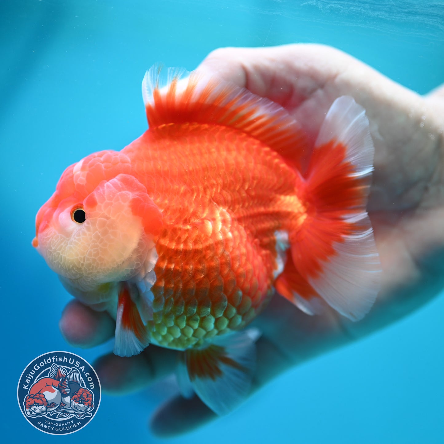 Red White Yuanbao Oranda 4 inch Body (260515_OR08)