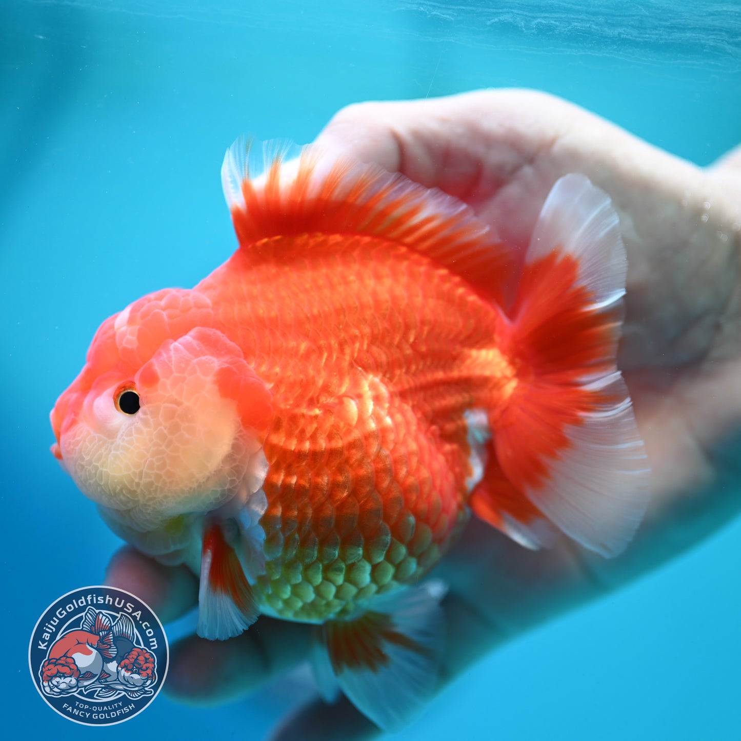 Red White Yuanbao Oranda 4 inch Body (260515_OR08)
