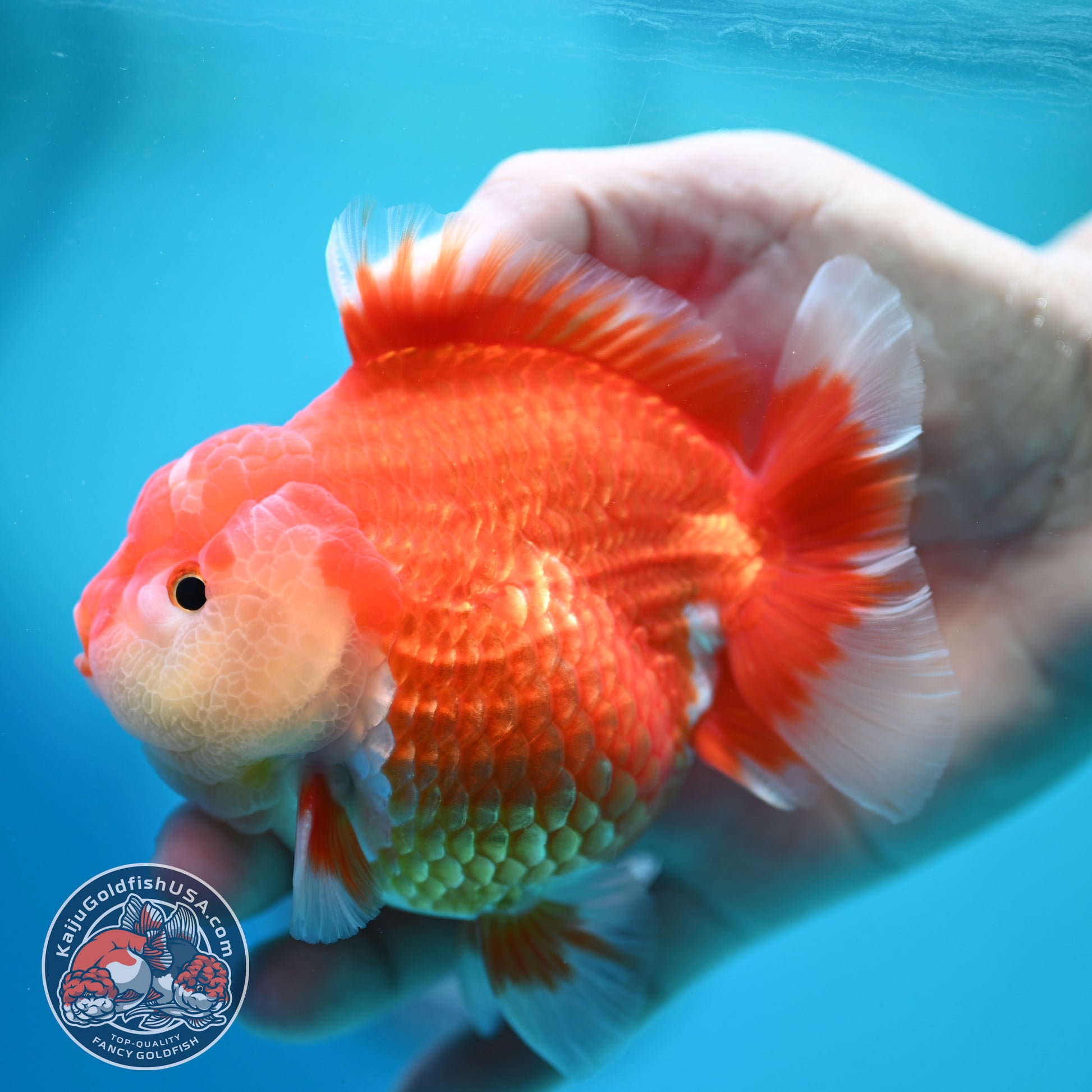 Red White Yuanbao Oranda 4 inch Body (260515_OR08)