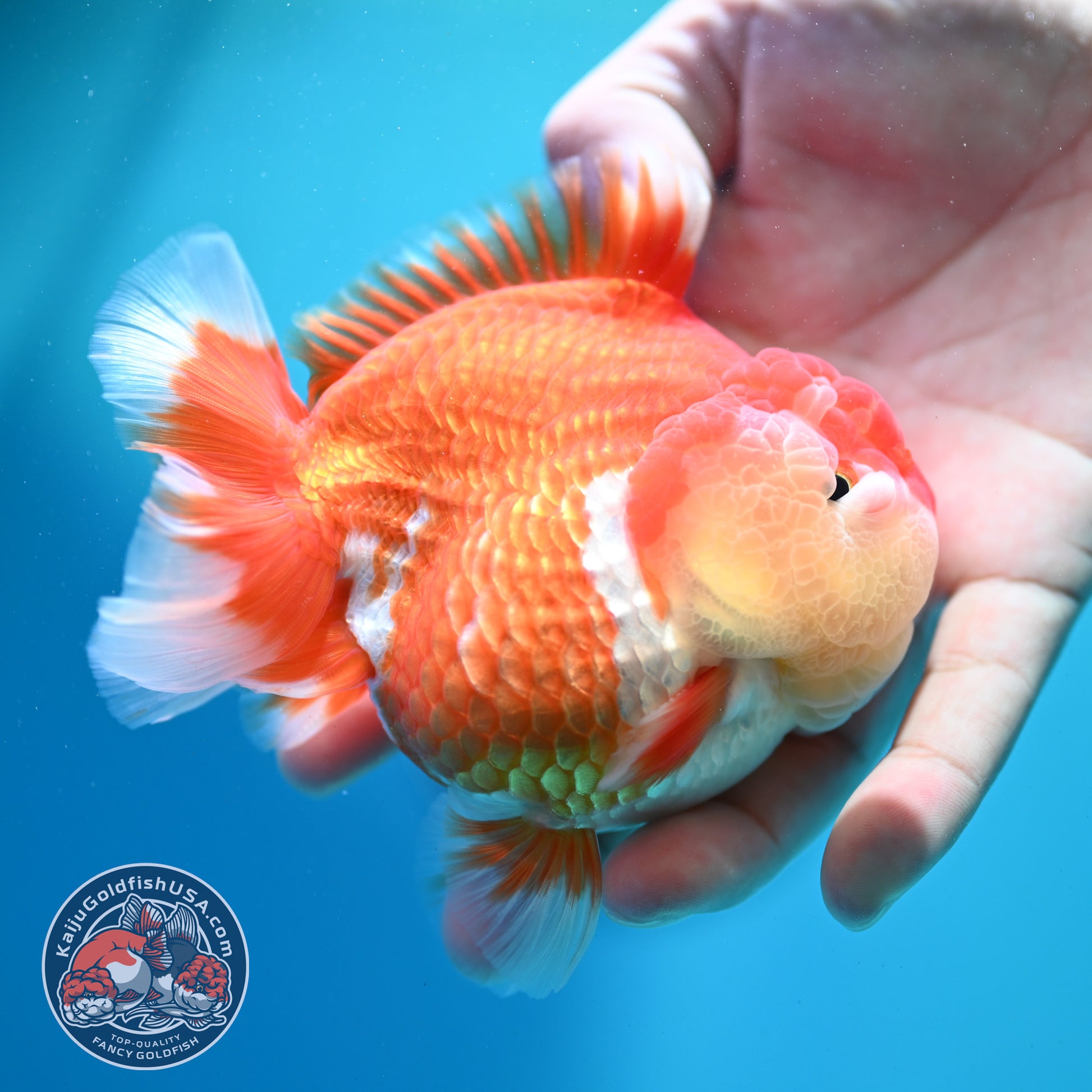 Red White Yuanbao Oranda 4 inch Body (260515_OR08)
